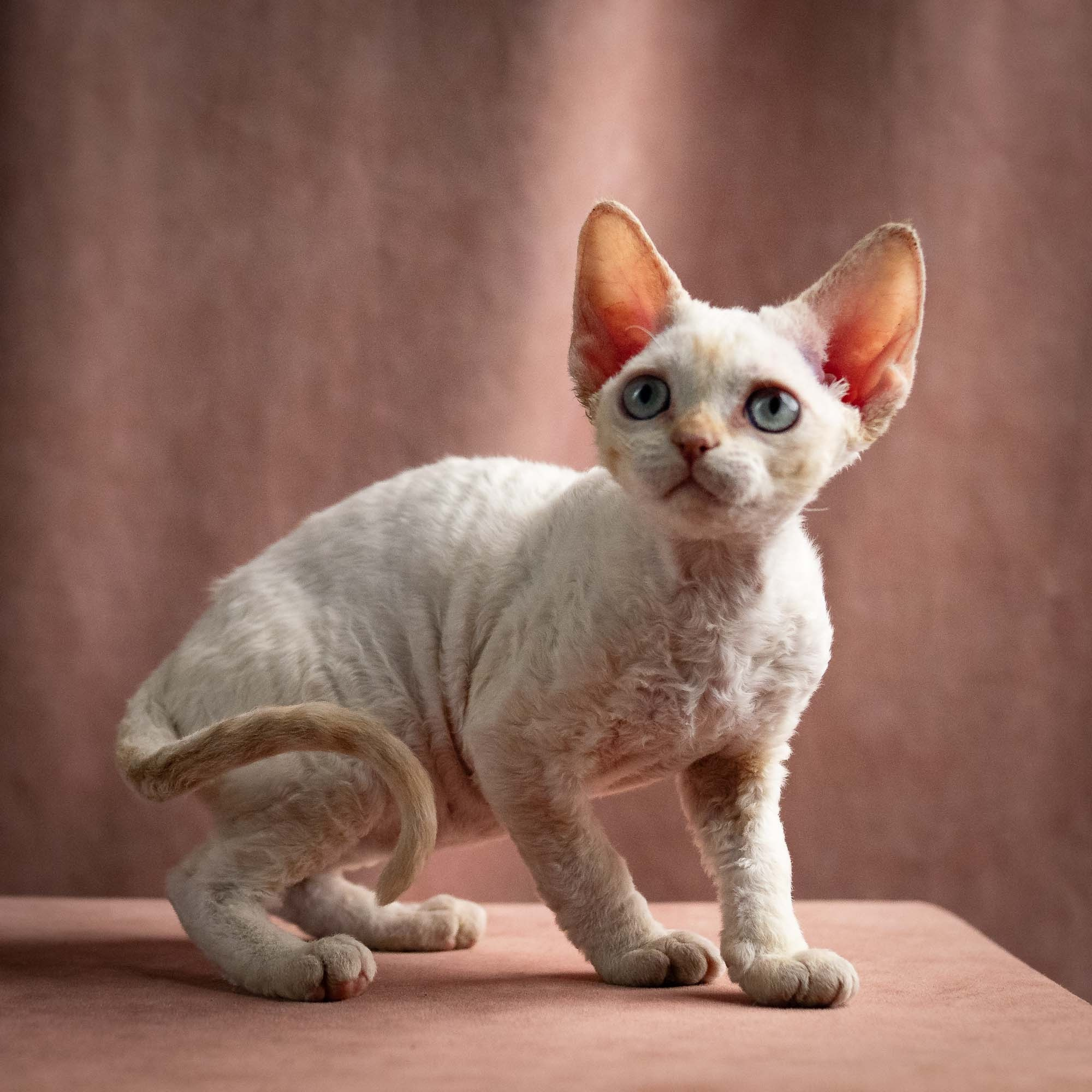 Quinn, girl, born 02.14.26. Devon Rex Pixie Cattery
