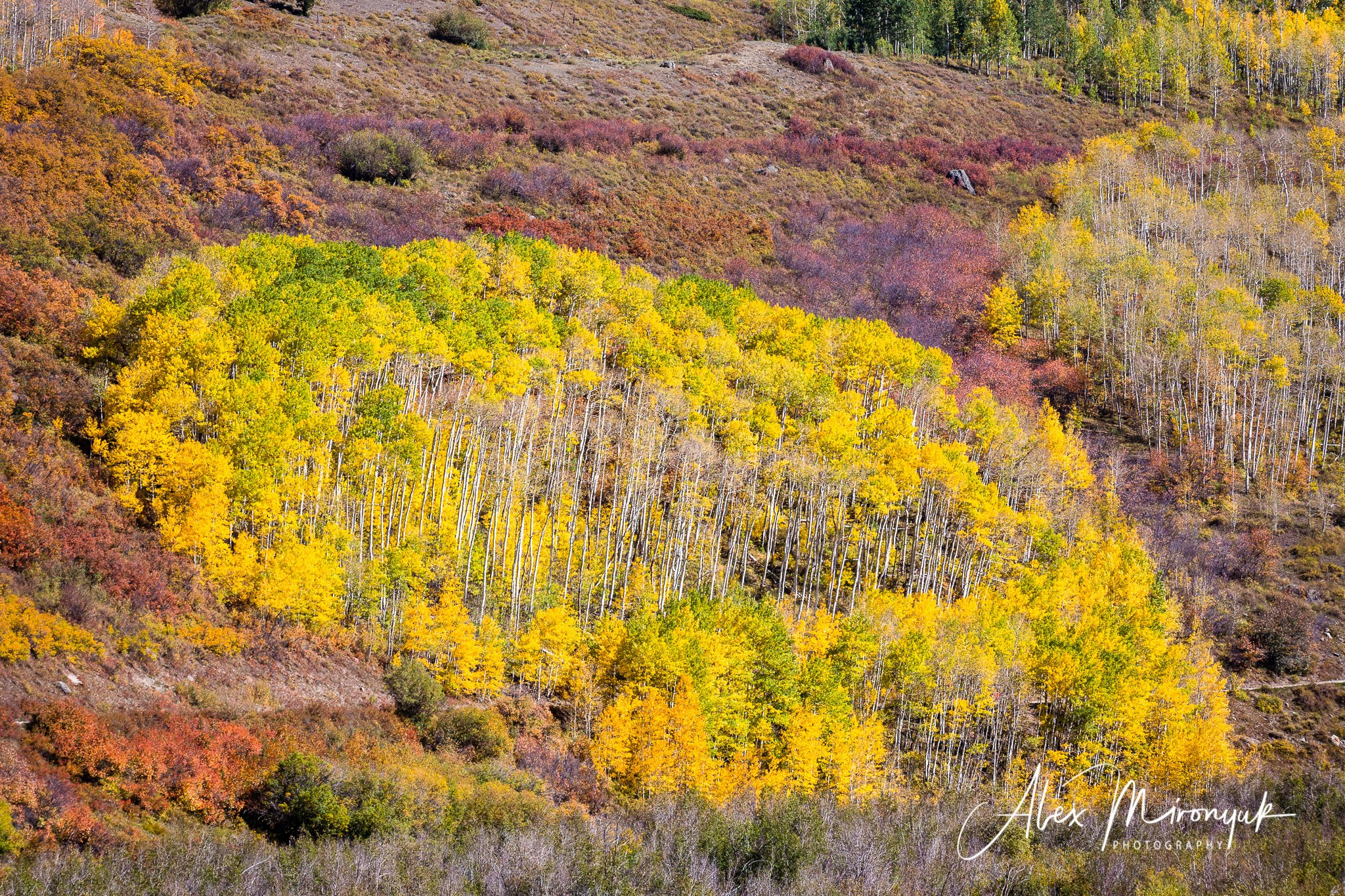 Fall Colors Of Colorado. Pet, Senior, Landscape, portrait studio, photographer in Miami and Sou