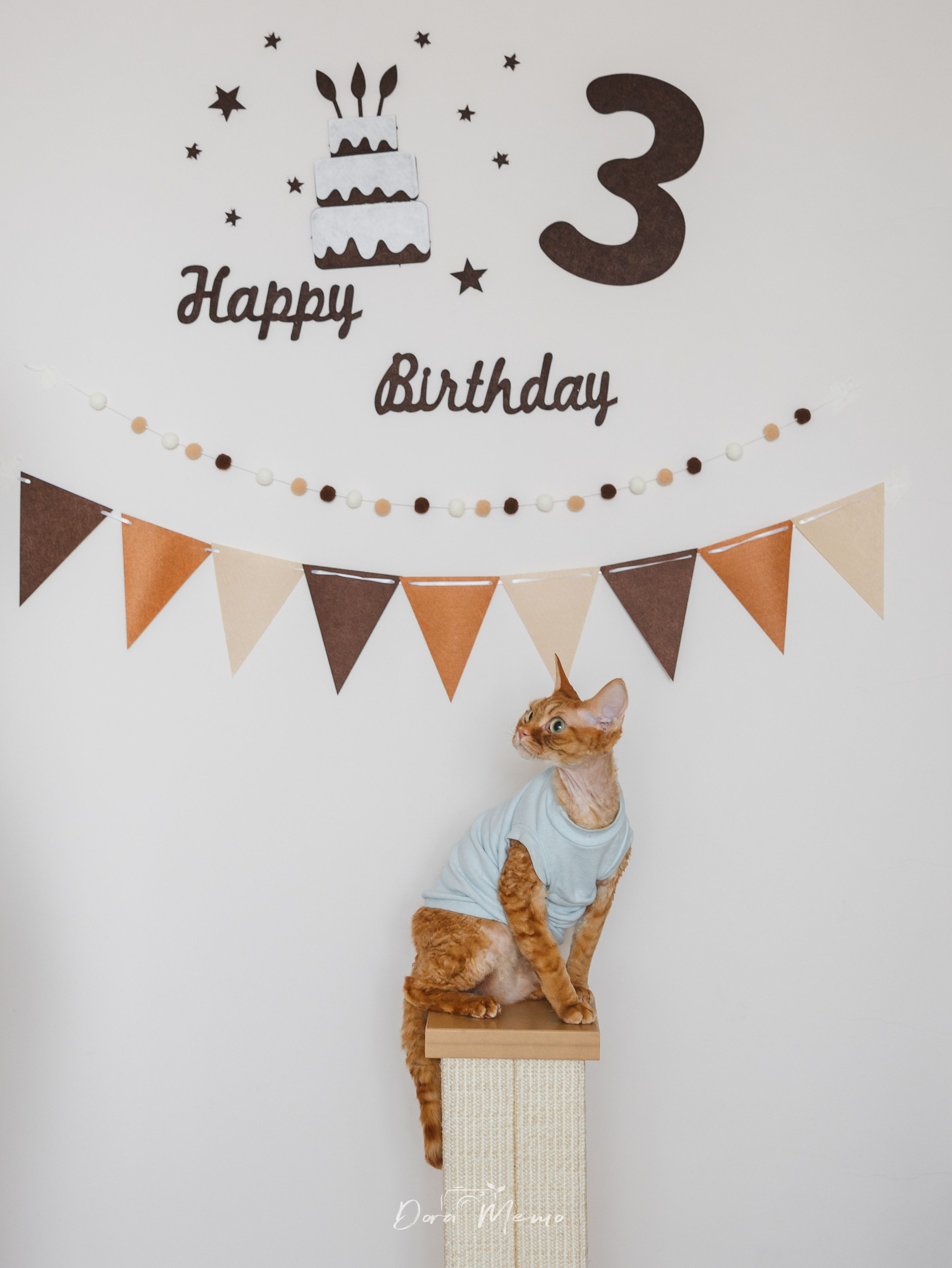 Devon Rex Cat Birthday Photoshoot | Shanghai Pet Photographer. Shanghai Family Photographer Dora