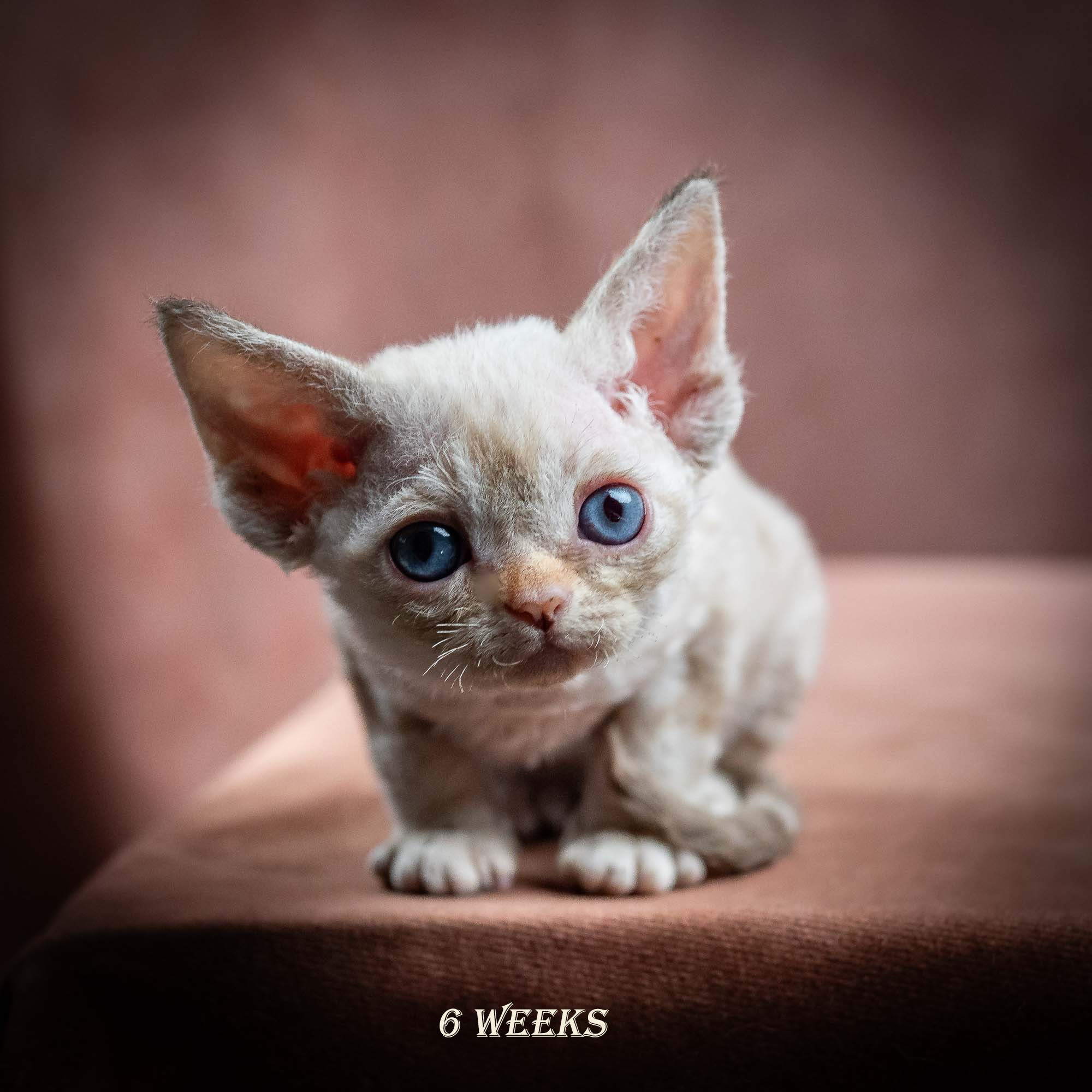 Iris, girl, born 06.01.2025. Devon Rex Pixie Cattery