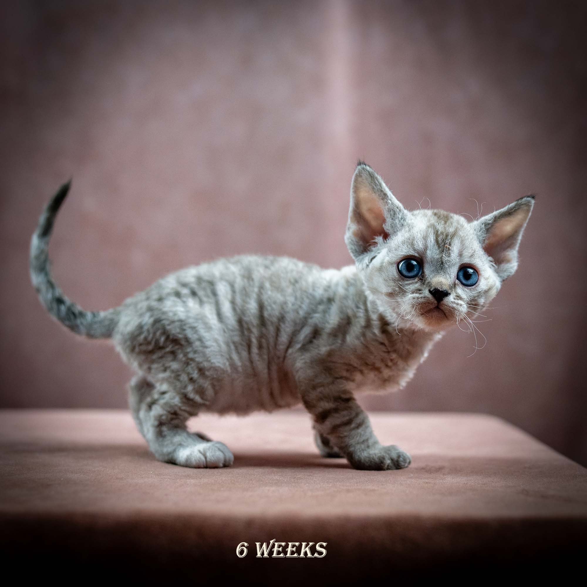 Isla, girl, born 06.01.2025. Devon Rex Pixie Cattery