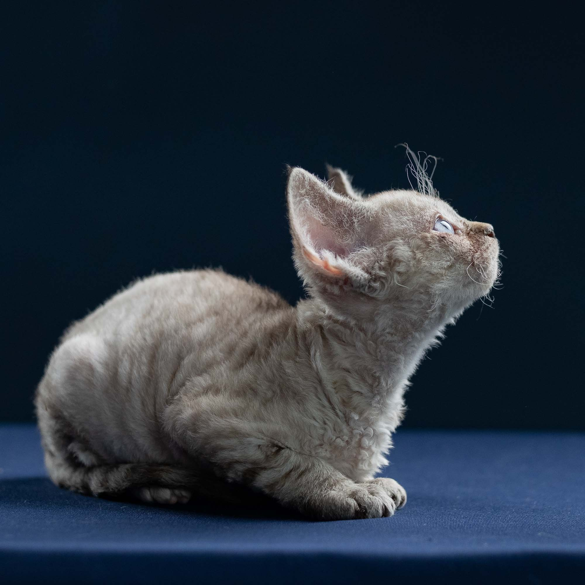 Isla, girl, born 06.01.2025. Devon Rex Pixie Cattery