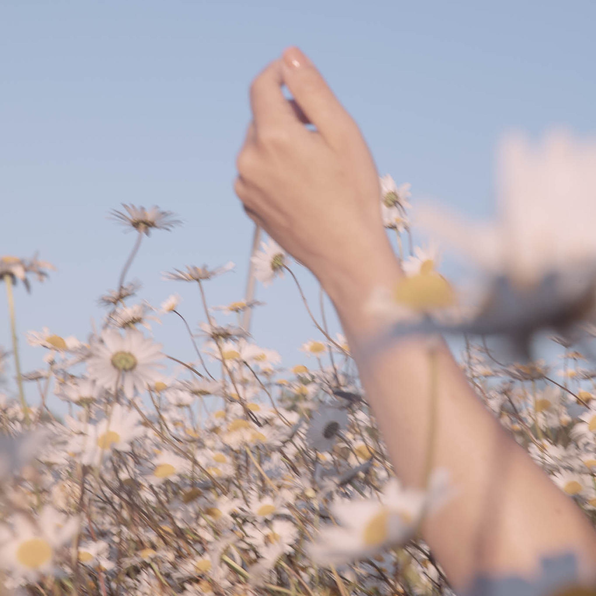 DAISIES. Natalja Poplavska — Visual artist, Photographer, East Sussex, London