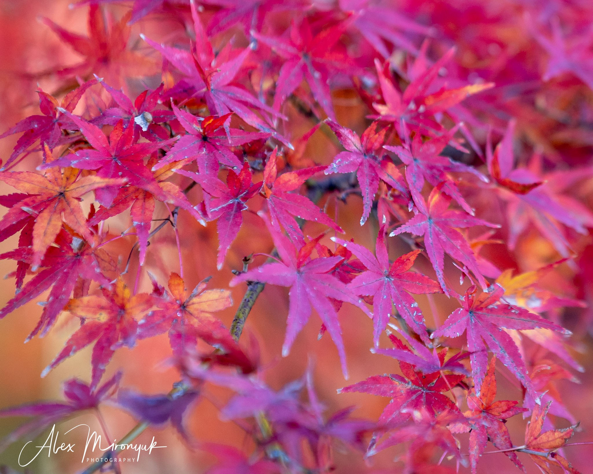 Autumn Colors of Japan. Pet, Senior, Landscape, portrait studio, photographer in Miami and Sou