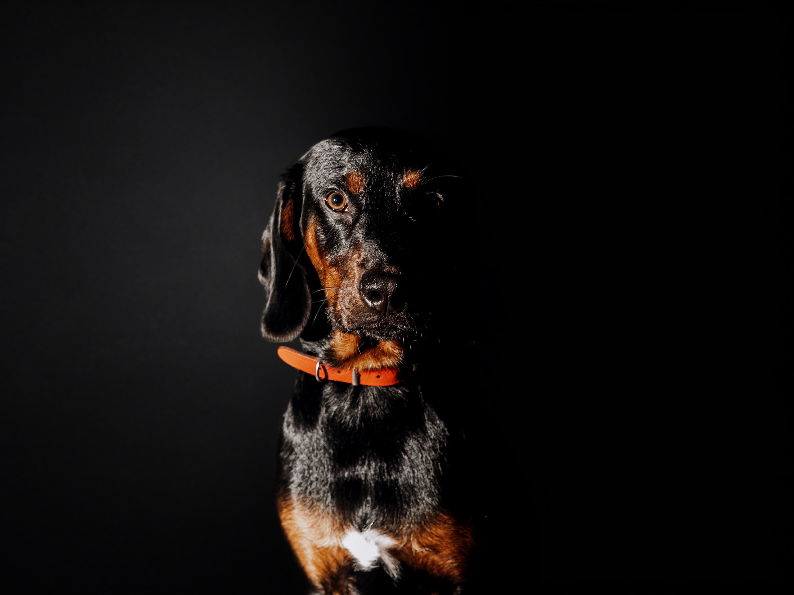 Pet Portraits — Studio Photoshoots in Rotterdam. Romantic & Soulful Photography by Natalia Olhova in Rotterdam
