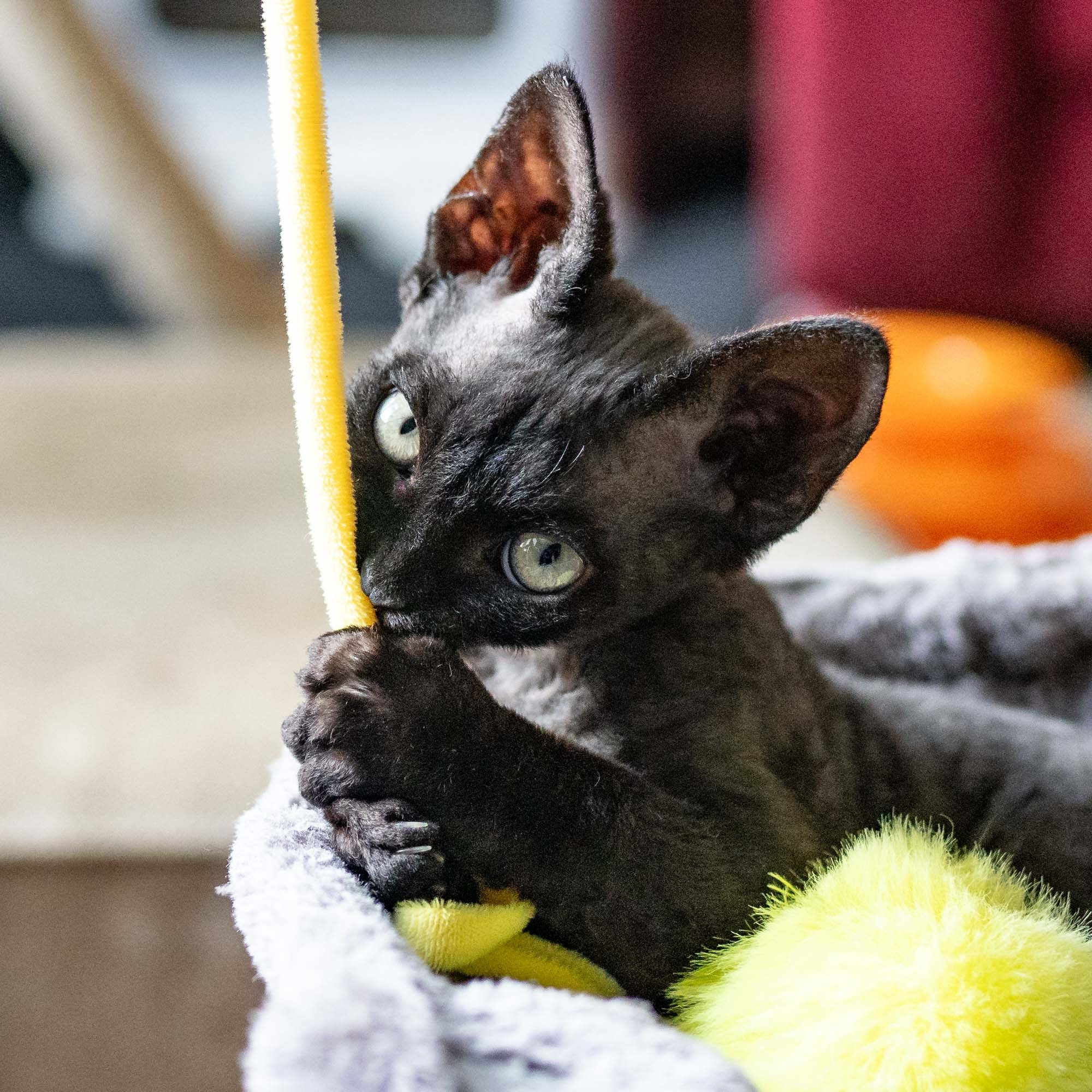 Smoke, boy,  born on  04.11.24, Sold. Devon Rex Pixie Cattery