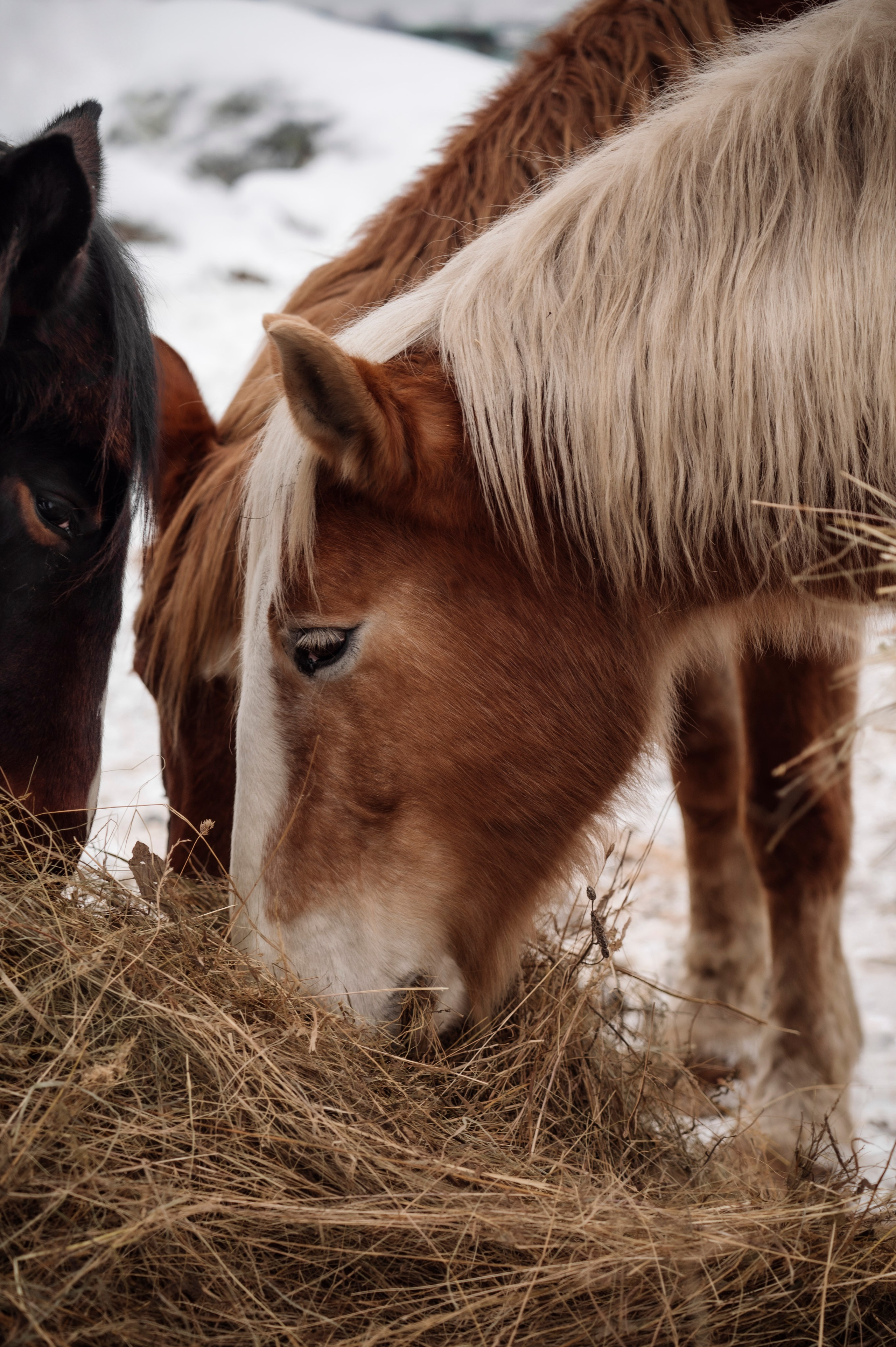 Семья/пара. Фотограф Таллинн — свадьба |семья | lovestory