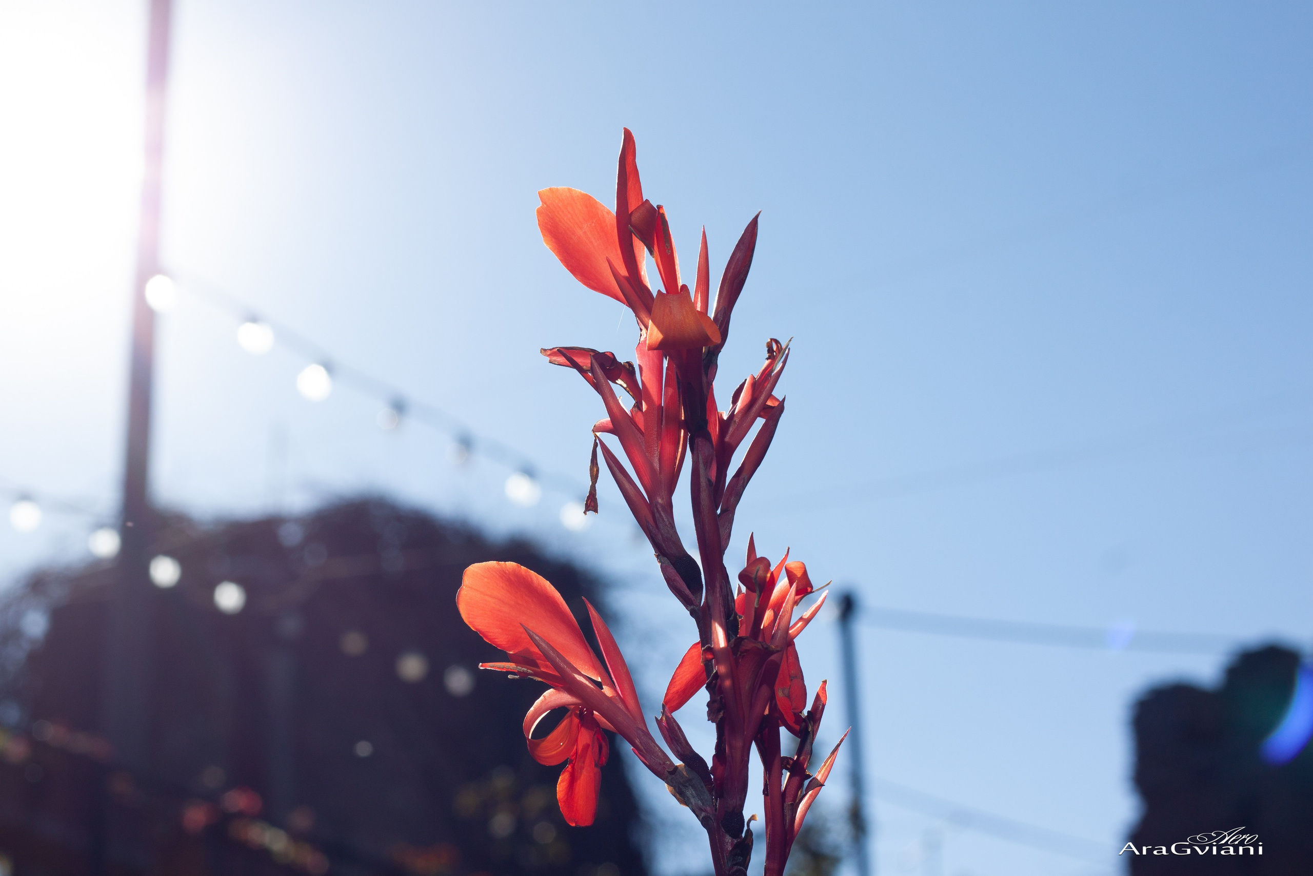 სიღნაღი გადარბენით. FramefreeMan