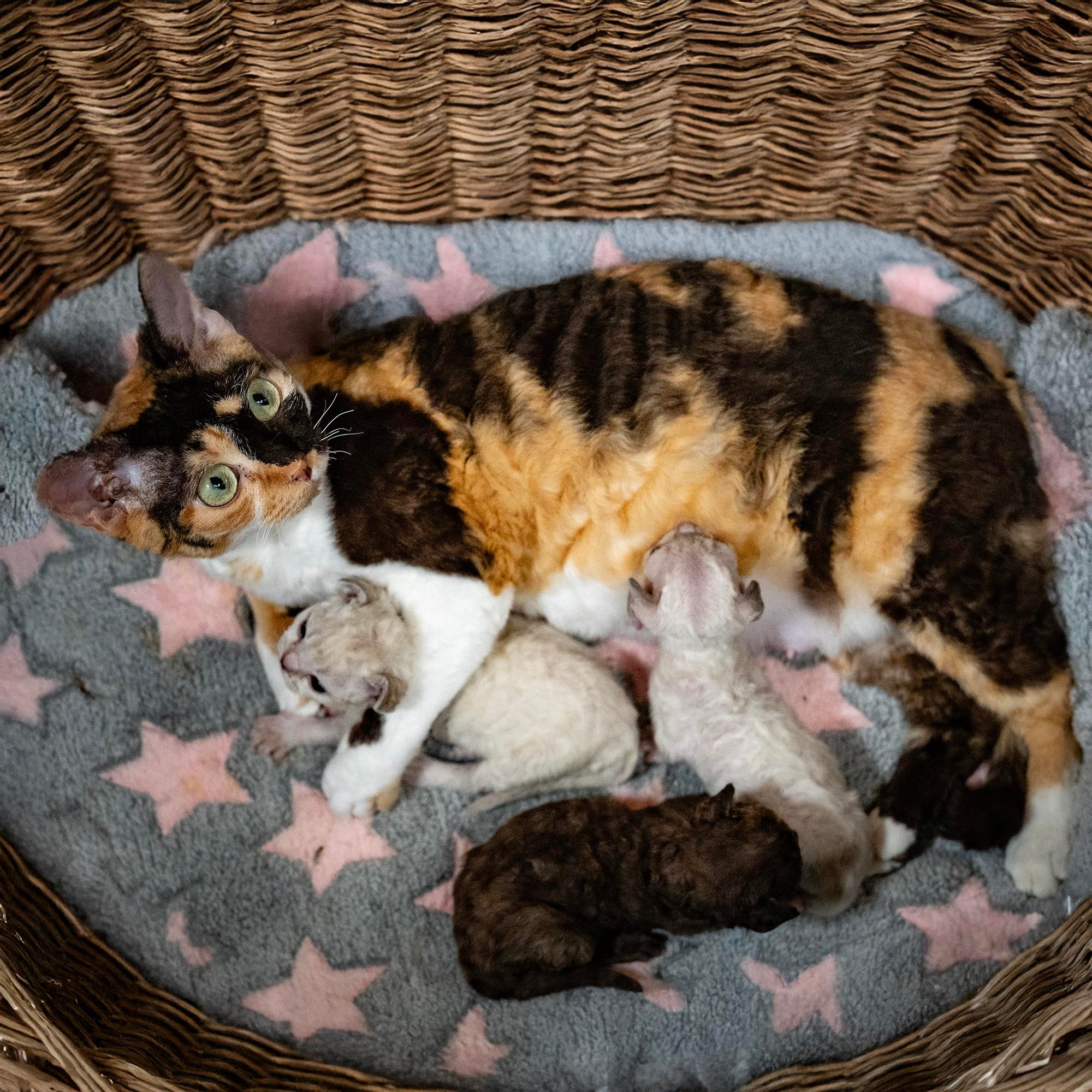 Dottie, girl, born on 06.06.24. Devon Rex Pixie Cattery