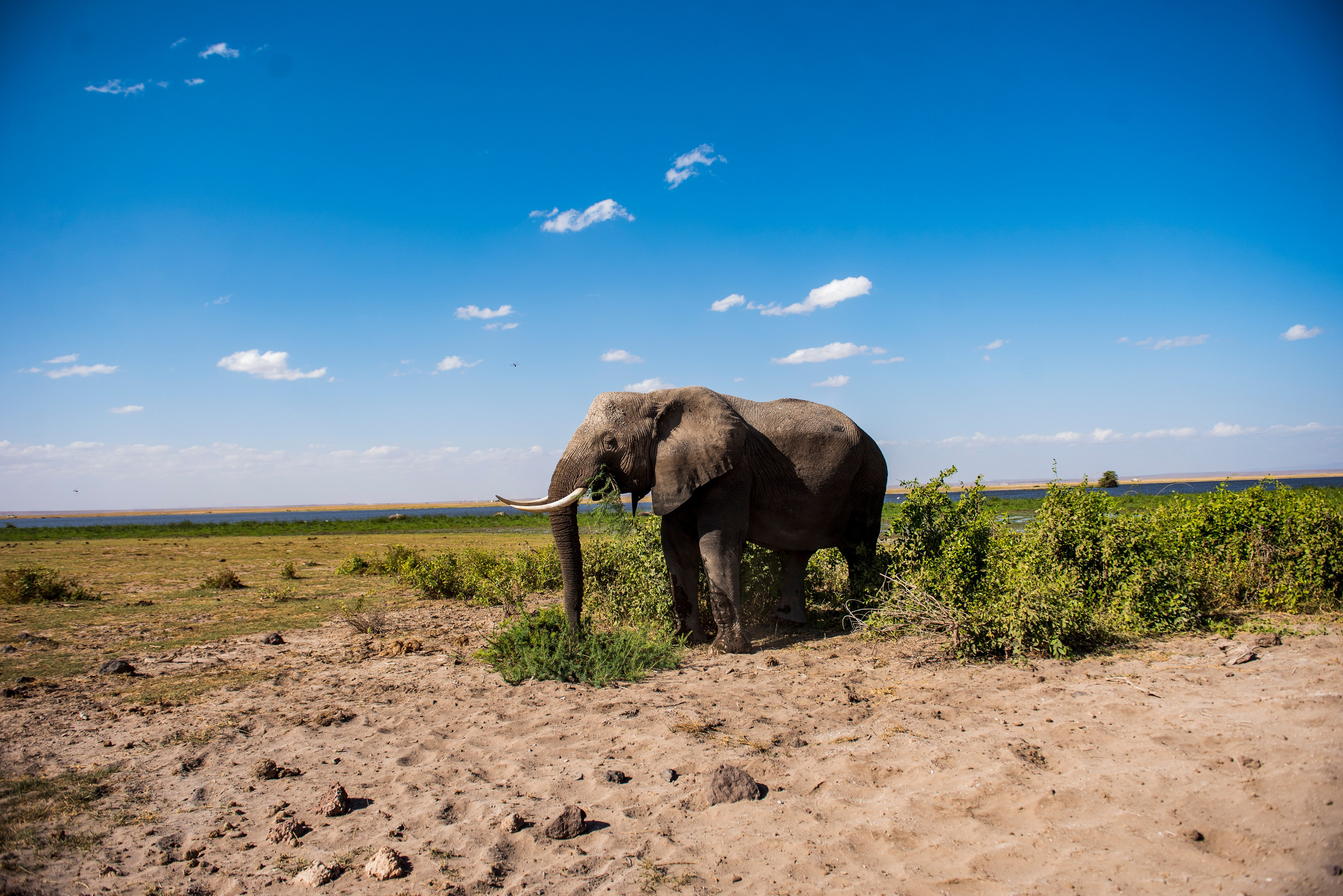 An Amboseli Love story. Nick Ouma Photography I Best Event photographer based in Nairobi, Kenya
