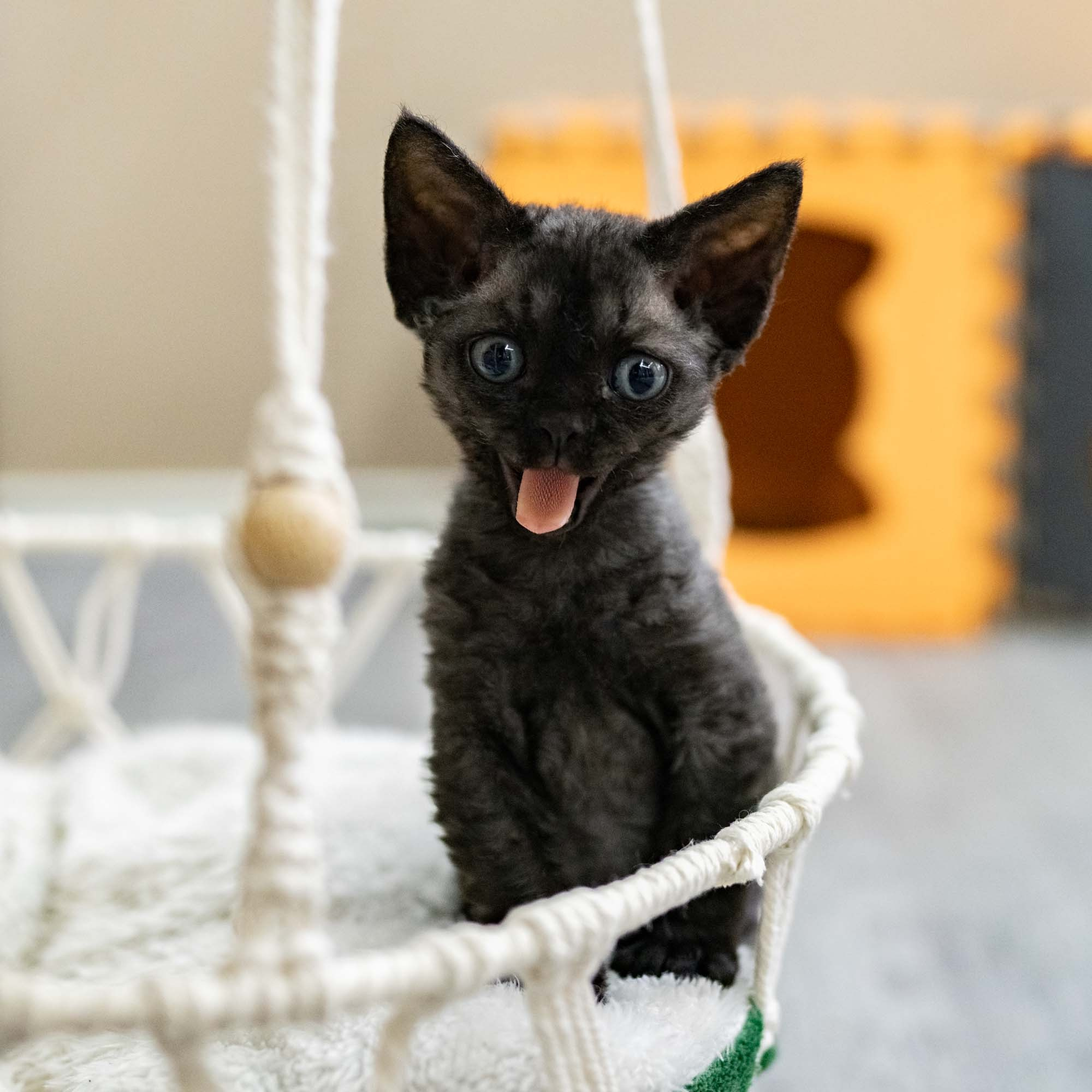 Smoke, boy,  born on  04.11.24, Sold. Devon Rex Pixie Cattery