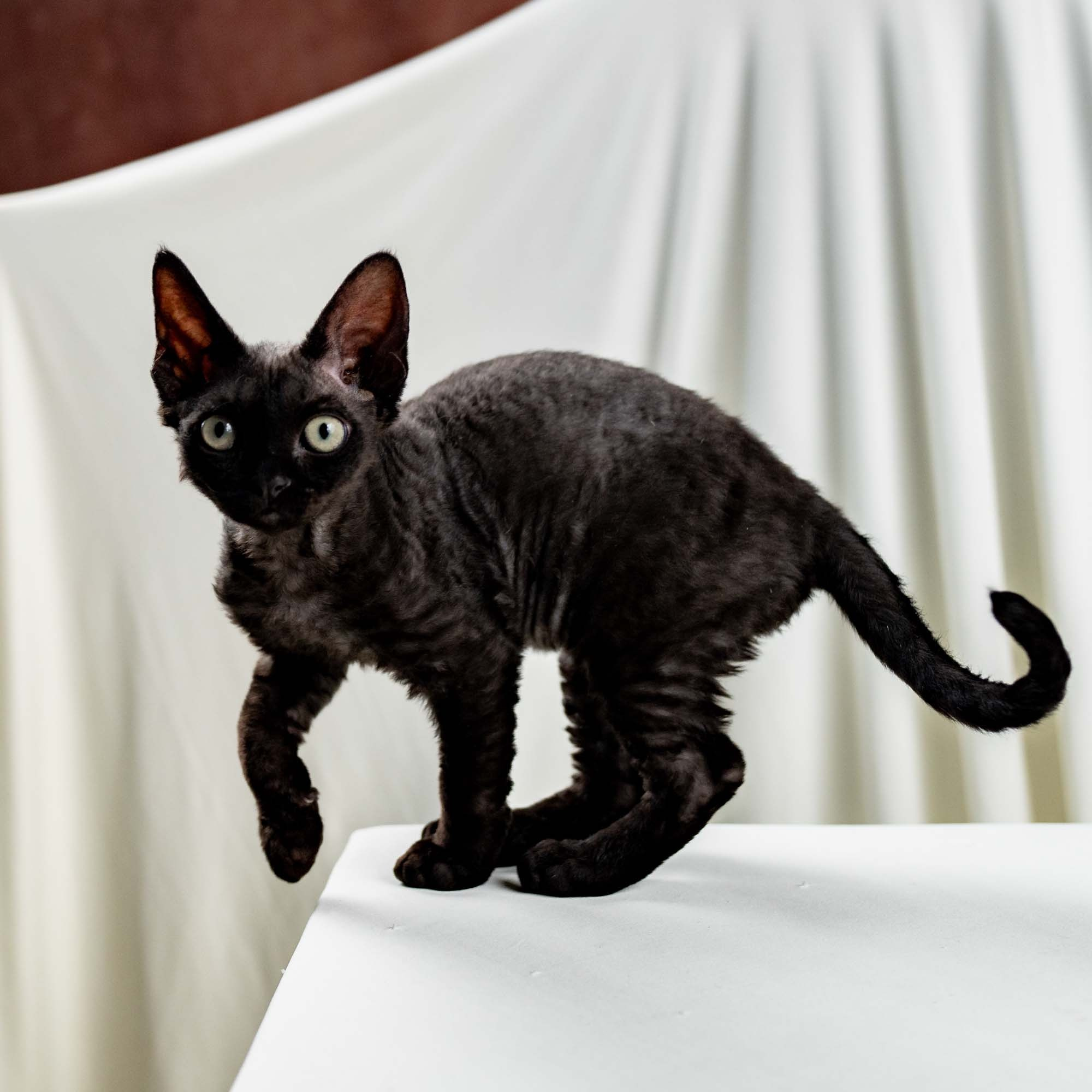 Smoke, boy,  born on  04.11.24, Sold. Devon Rex Pixie Cattery