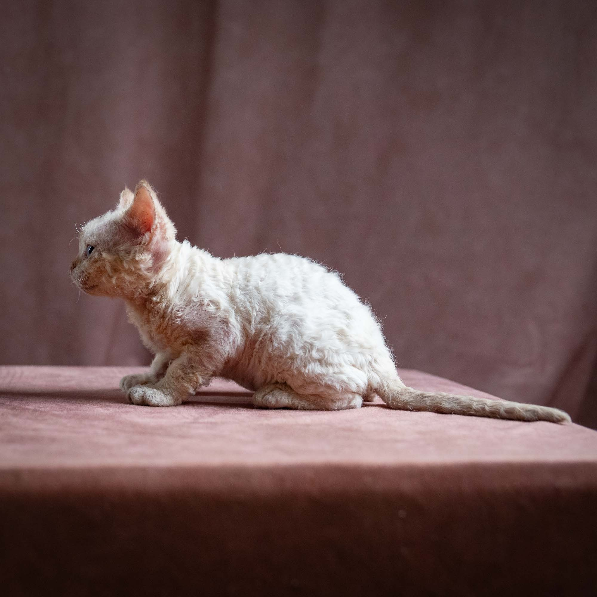 Quinn, girl, born 02.14.26. Devon Rex Pixie Cattery