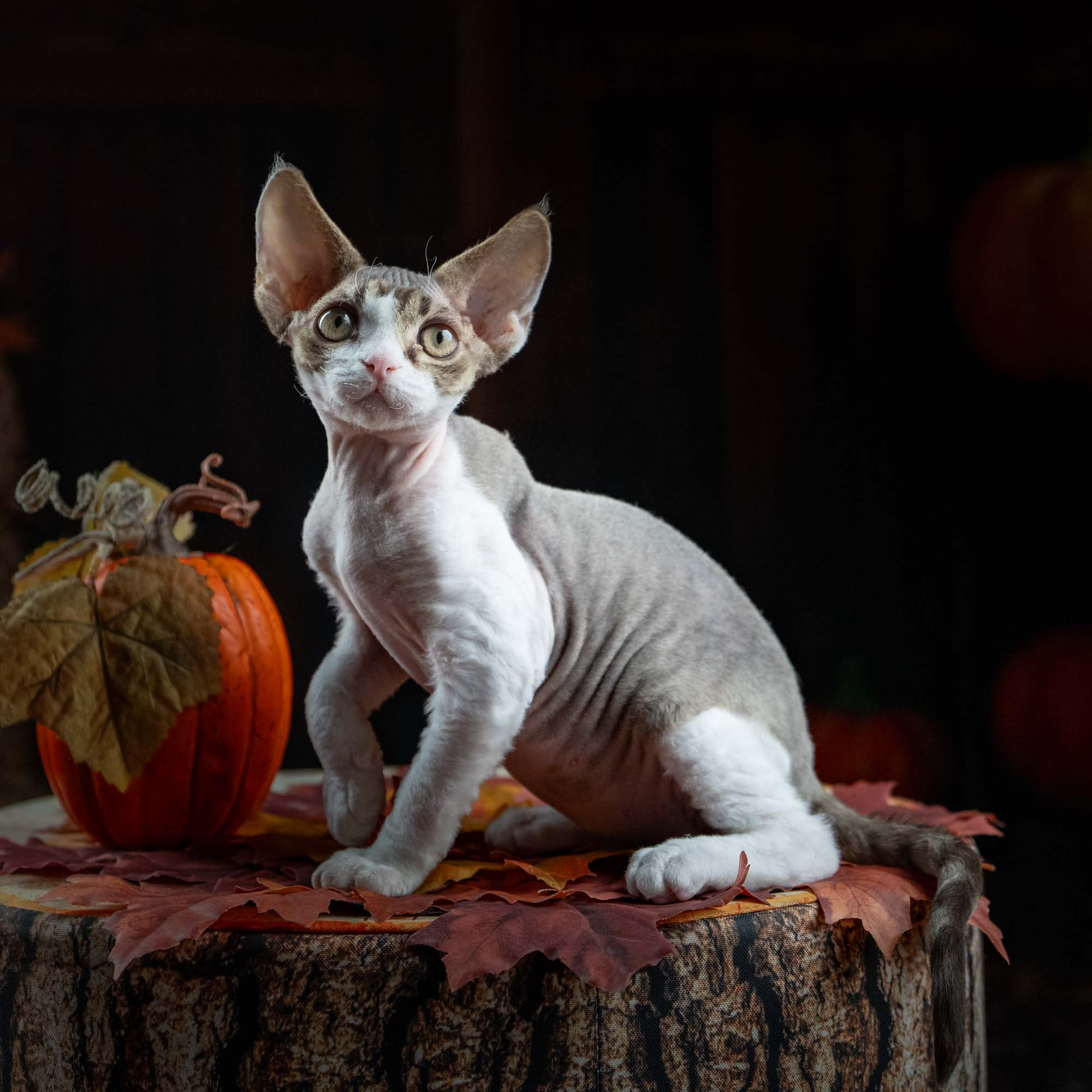 Eddie, boy, born on 06.09.24 Sold. Devon Rex Pixie Cattery