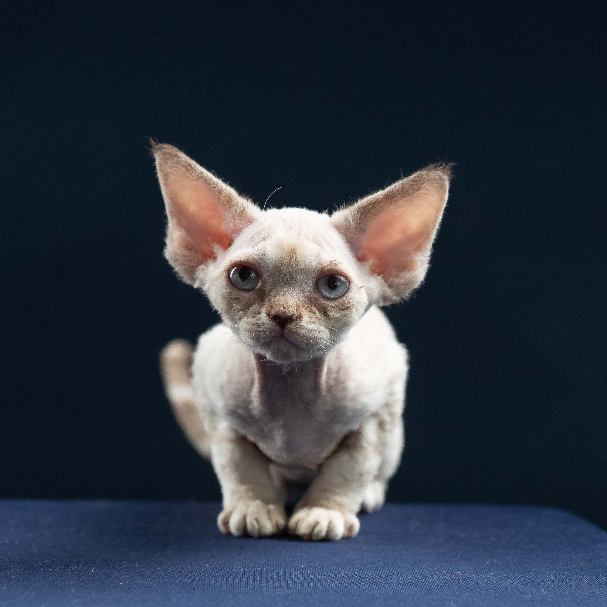 Ivy, girl, born 06.01.2025. Devon Rex Pixie Cattery