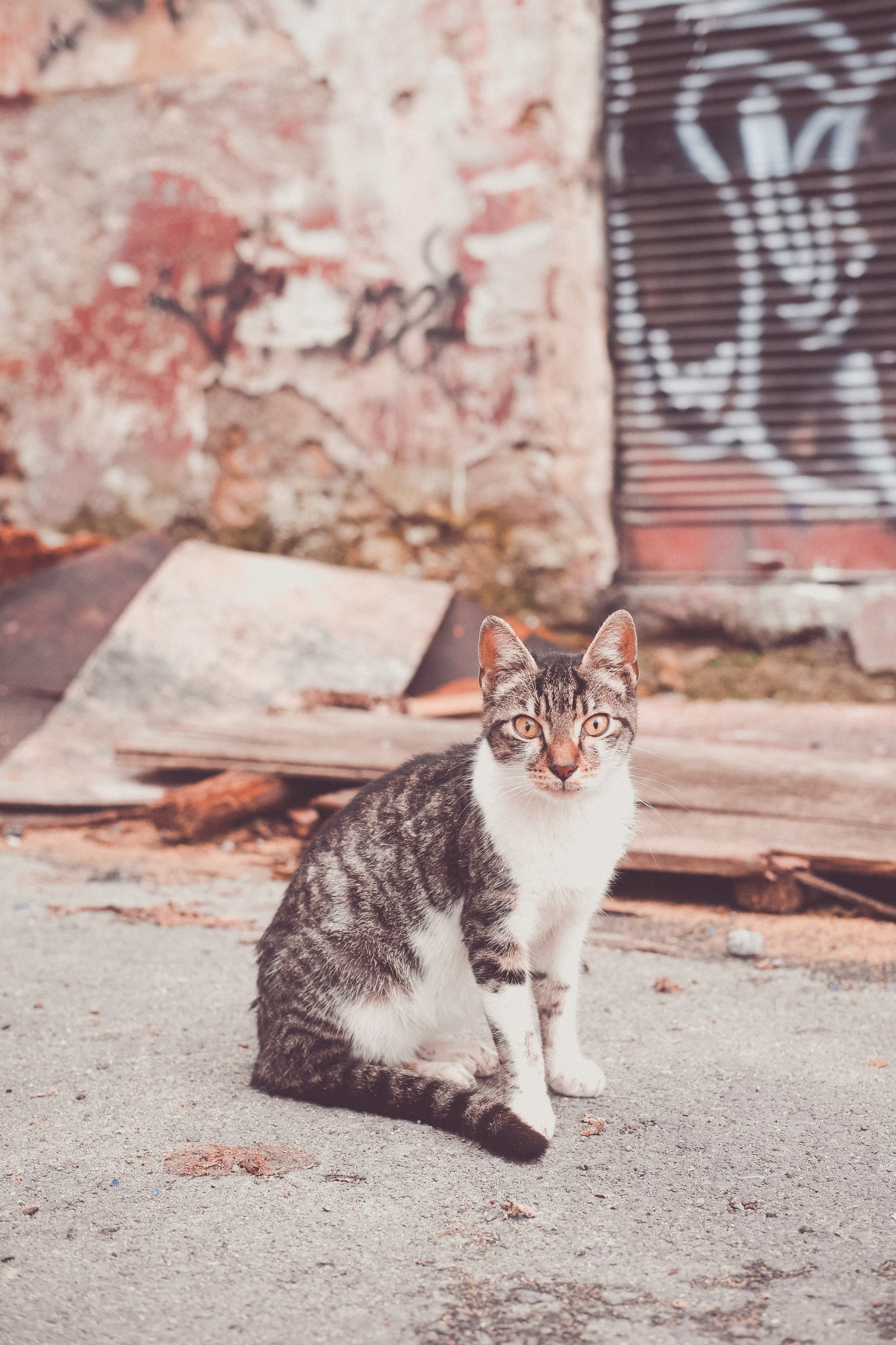 Stray Cats 🐾 | Stray cats from all the World | YuKoPhotography 📷. 中国街头摄影 | The Streets of China Through My Eyes | 深圳