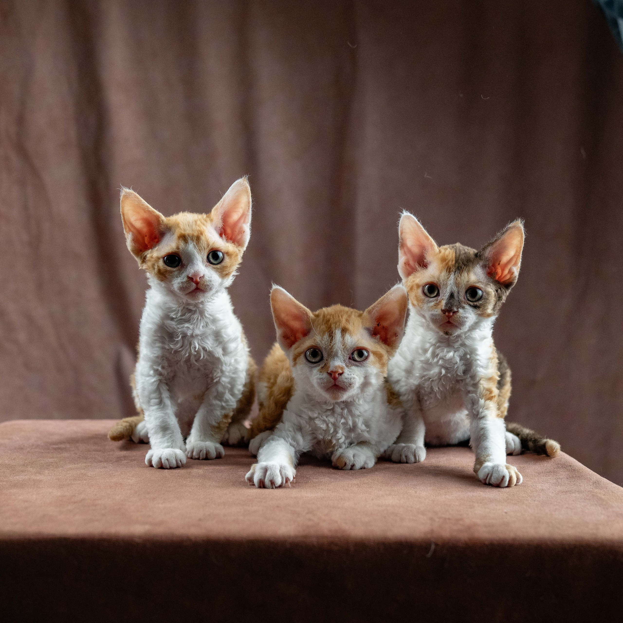 Devon Rex Pixie Cattery