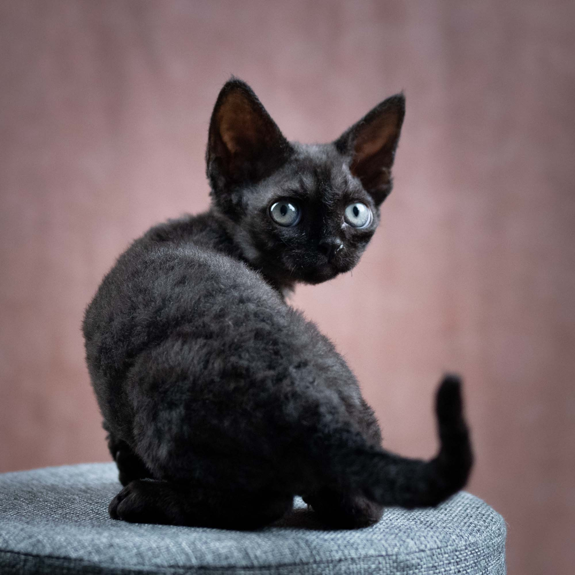 Smoke, boy,  born on  04.11.24, Sold. Devon Rex Pixie Cattery