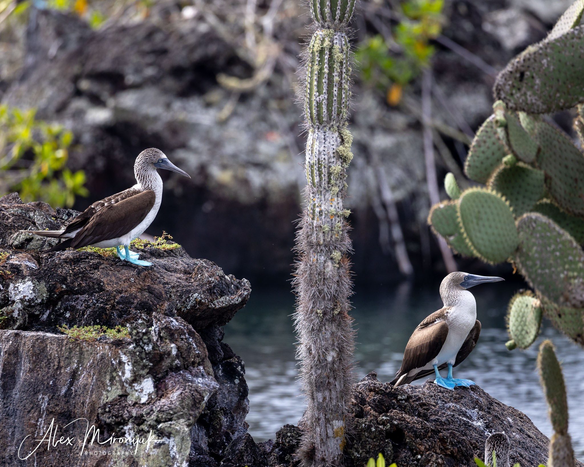 Galapagos Islands Adventure. Alex Mironyuk Photography