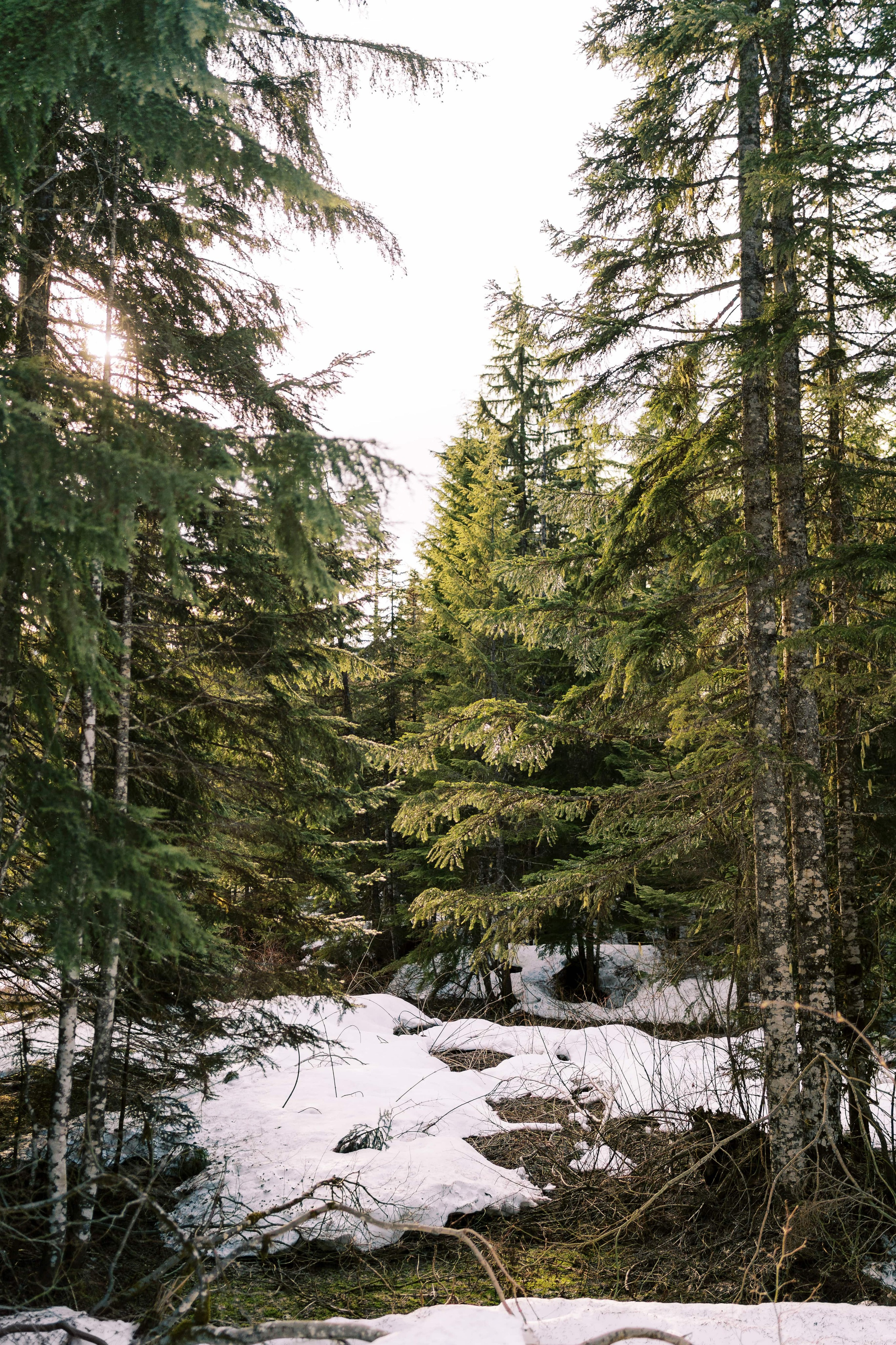 Engagement photo shoot Caitlyn & Riley / April 2024. Gold Creek Pond, WA. EVAN ARISTOV WEDDING PHOTOGRAPHY — Seattle Wedding Photographer