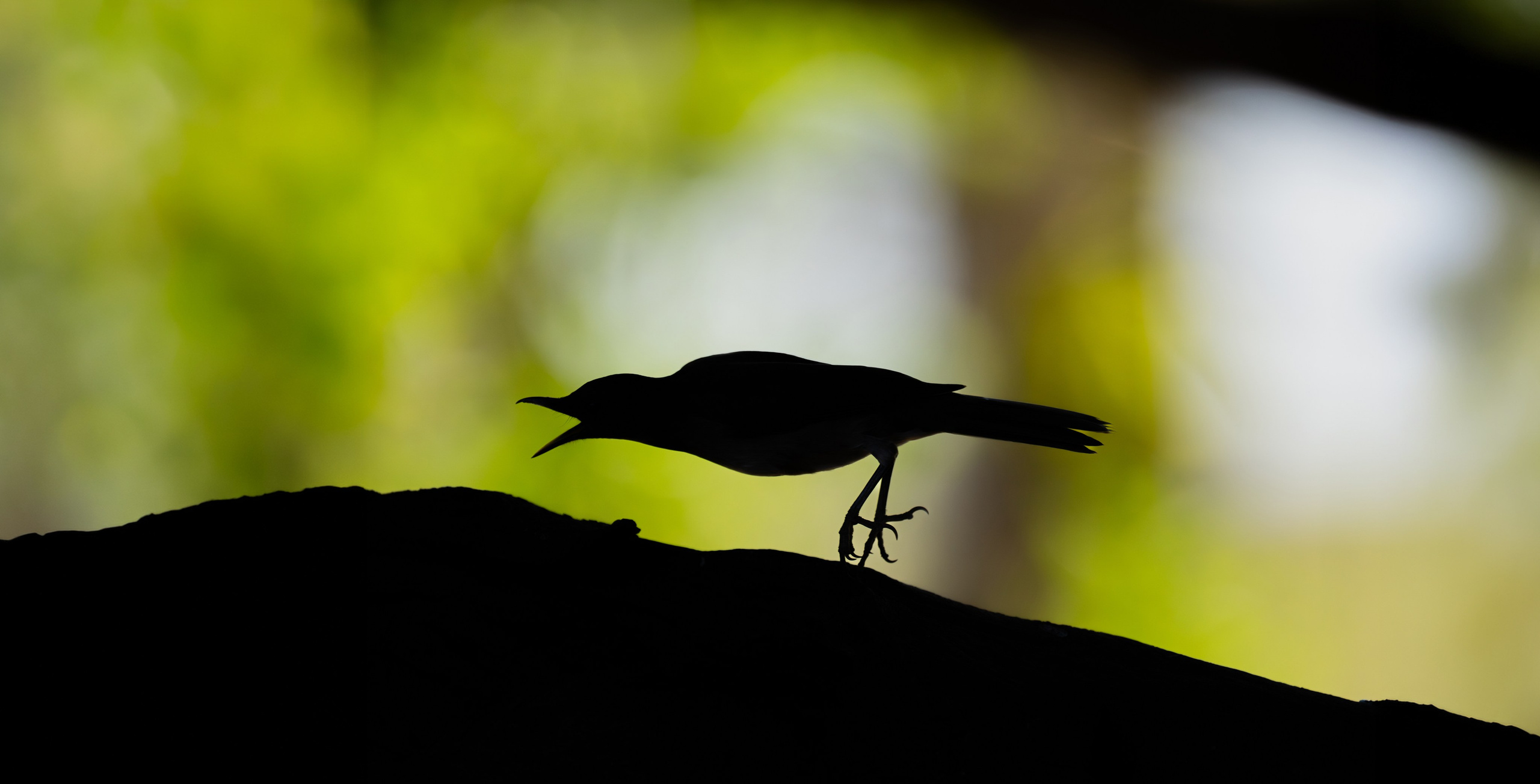 Nature photographer Yuri Soria-Galvarro