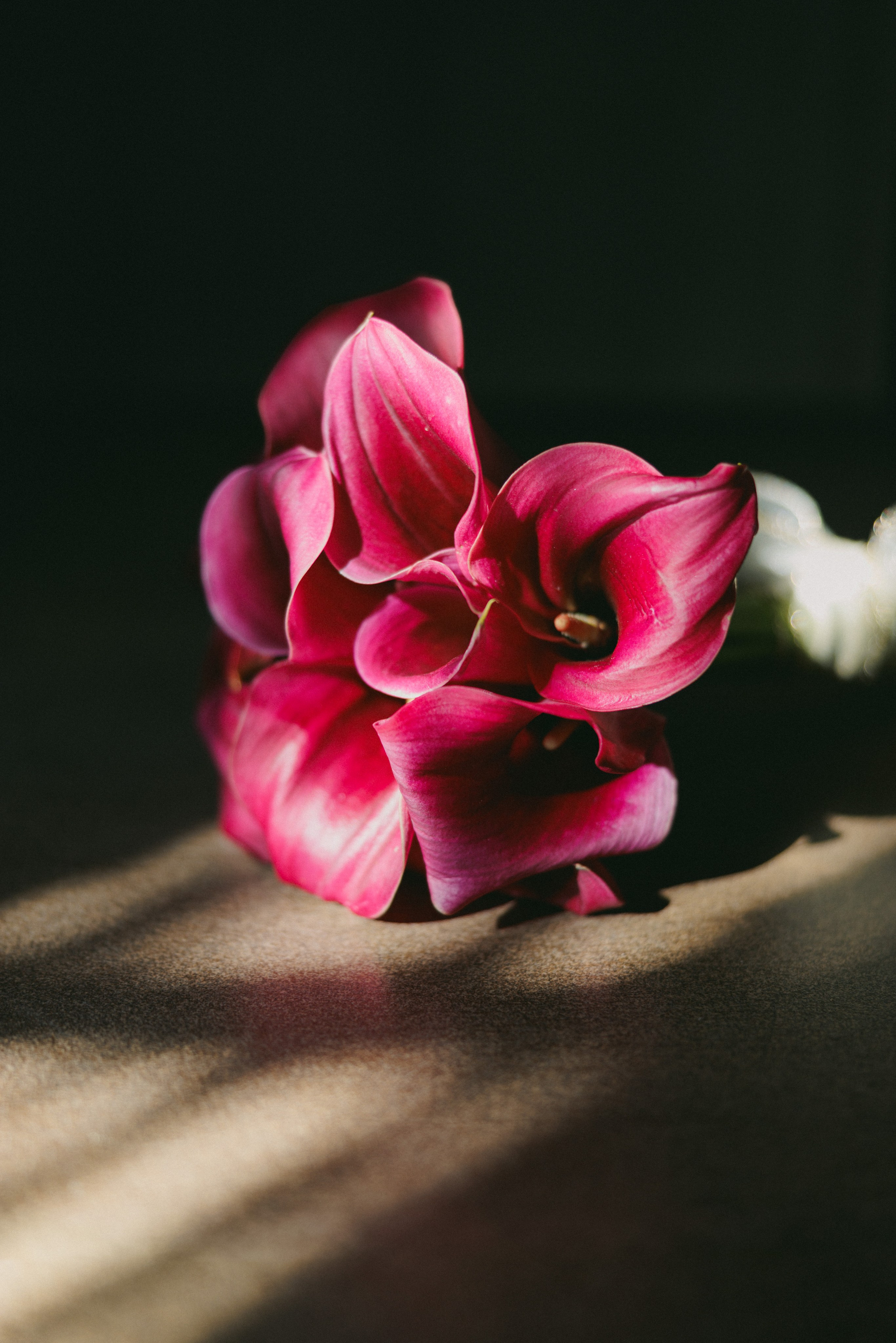 Milan Lukovic professional wedding photographer