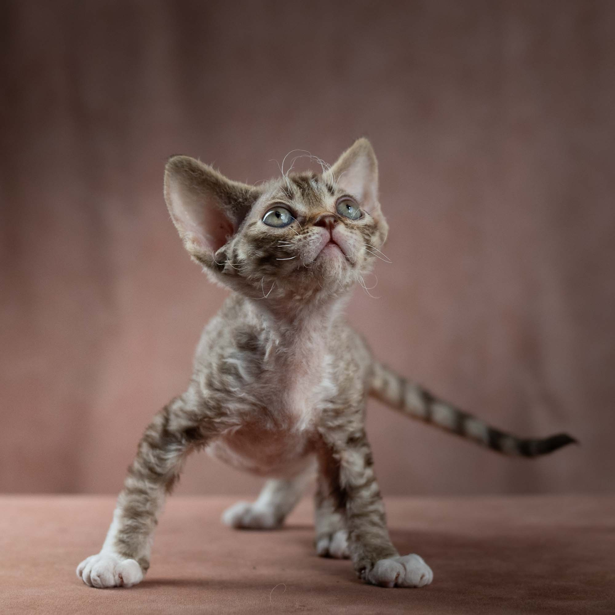Elvis, boy, born on 06.09.24 SOLD. Devon Rex Pixie Cattery