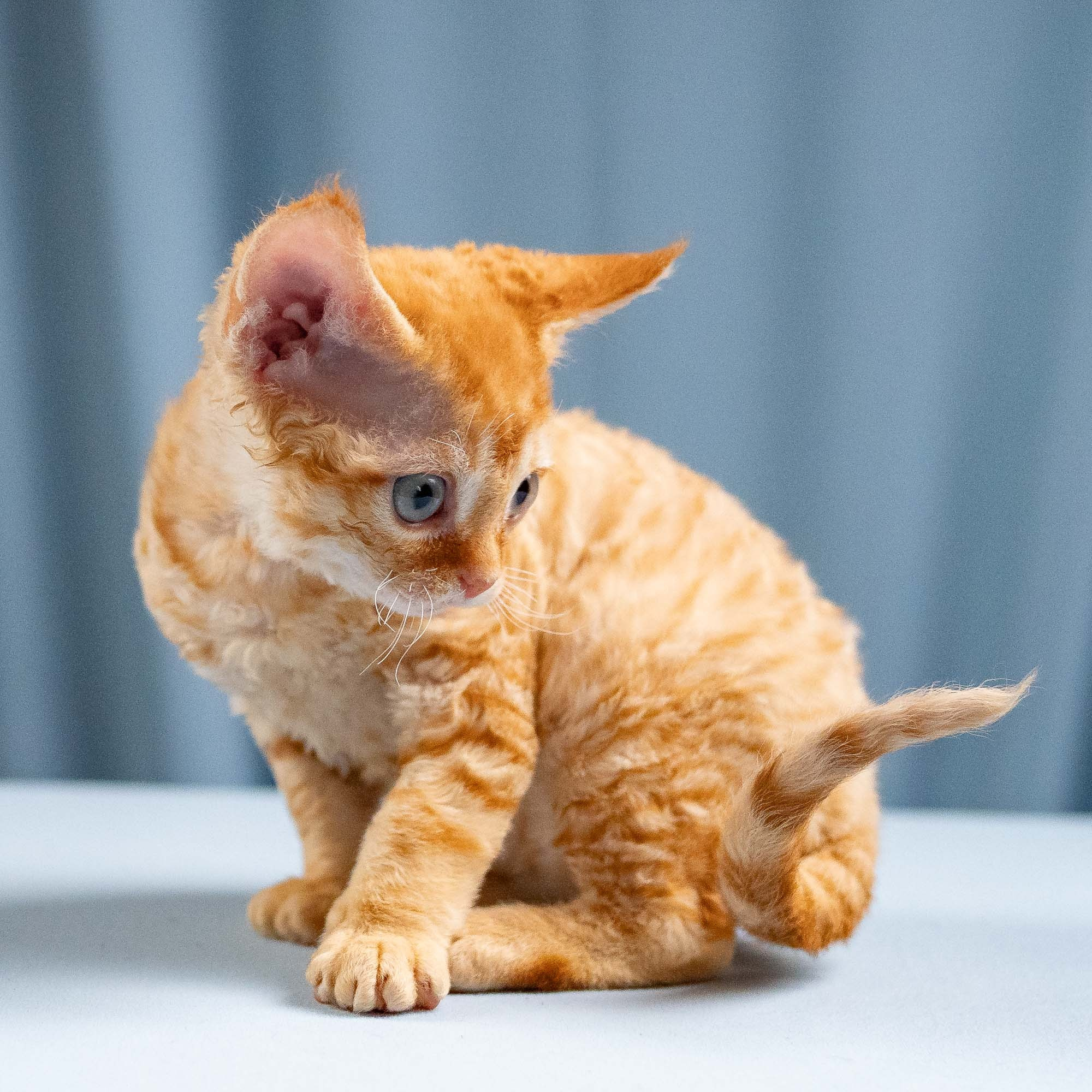 Jackie, boy, born 06.25.2025. Devon Rex Pixie Cattery