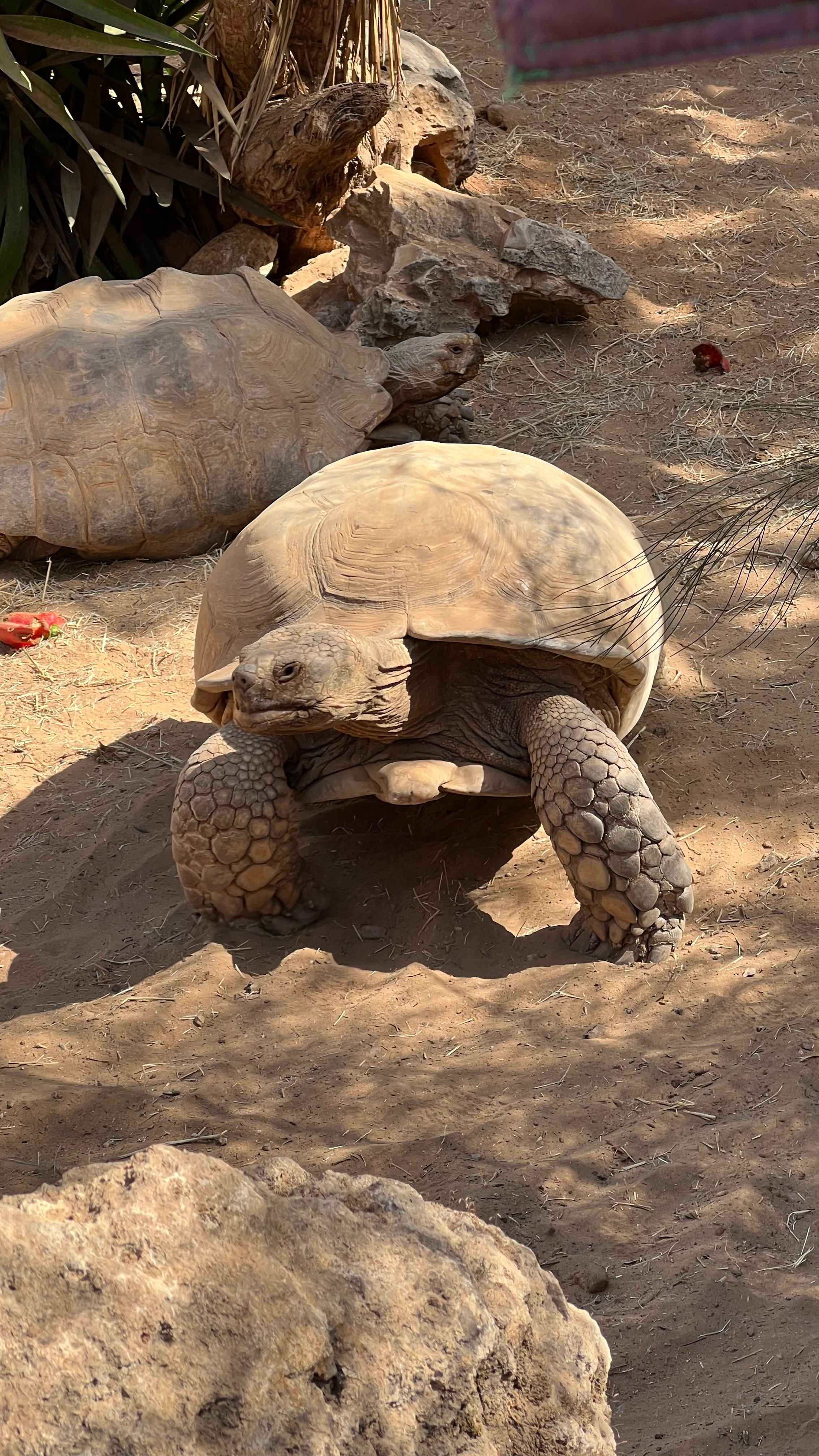 A big turtle in a zoo