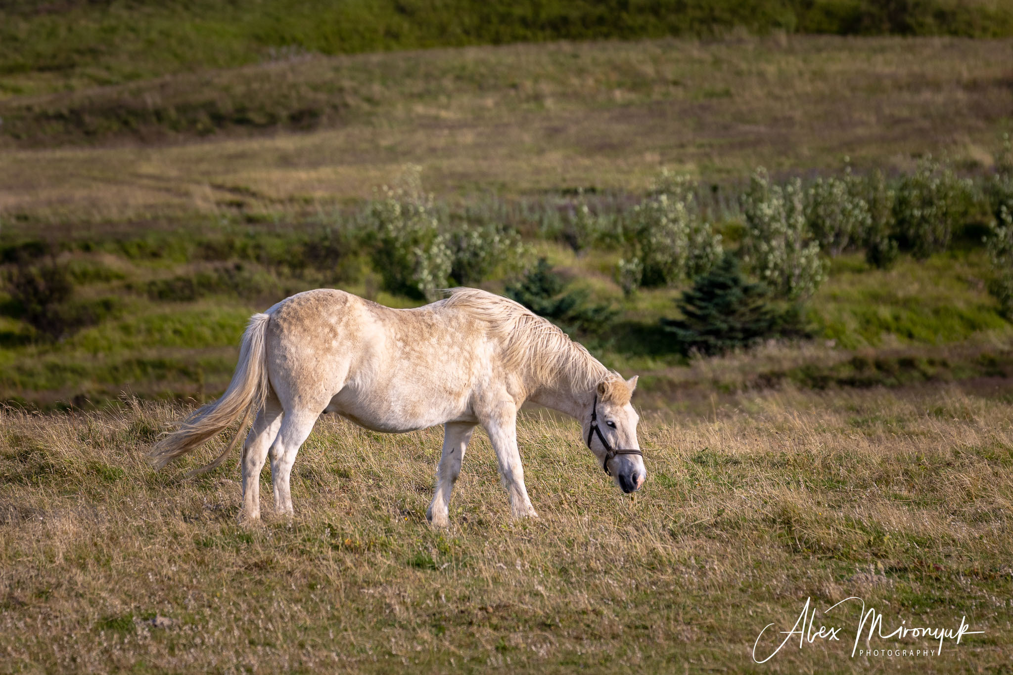 All Colors Of Iceland. Pet, Senior, Landscape, portrait studio, photographer in Miami and Sou