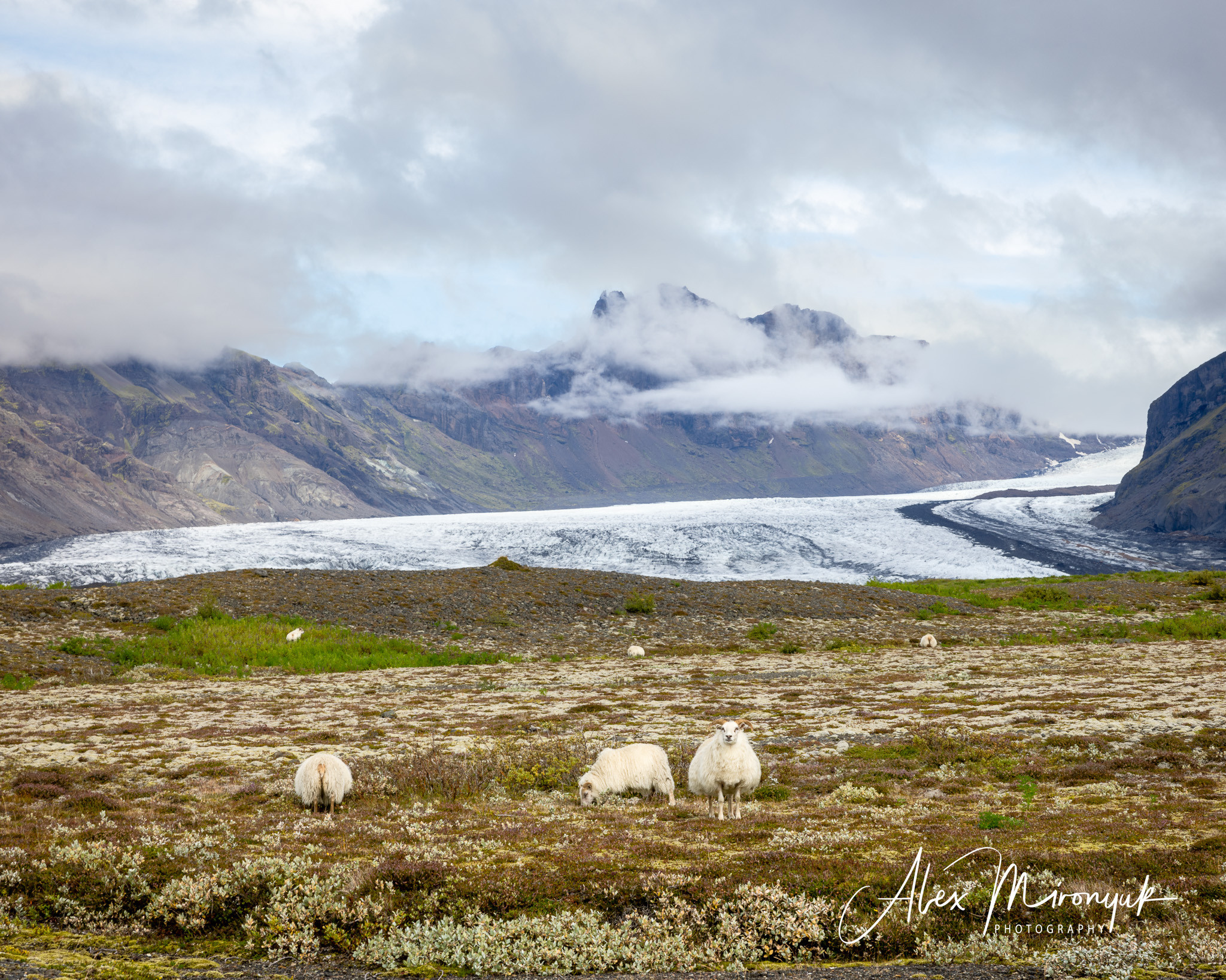 All Colors Of Iceland. Pet, Senior, Landscape, portrait studio, photographer in Miami and Sou