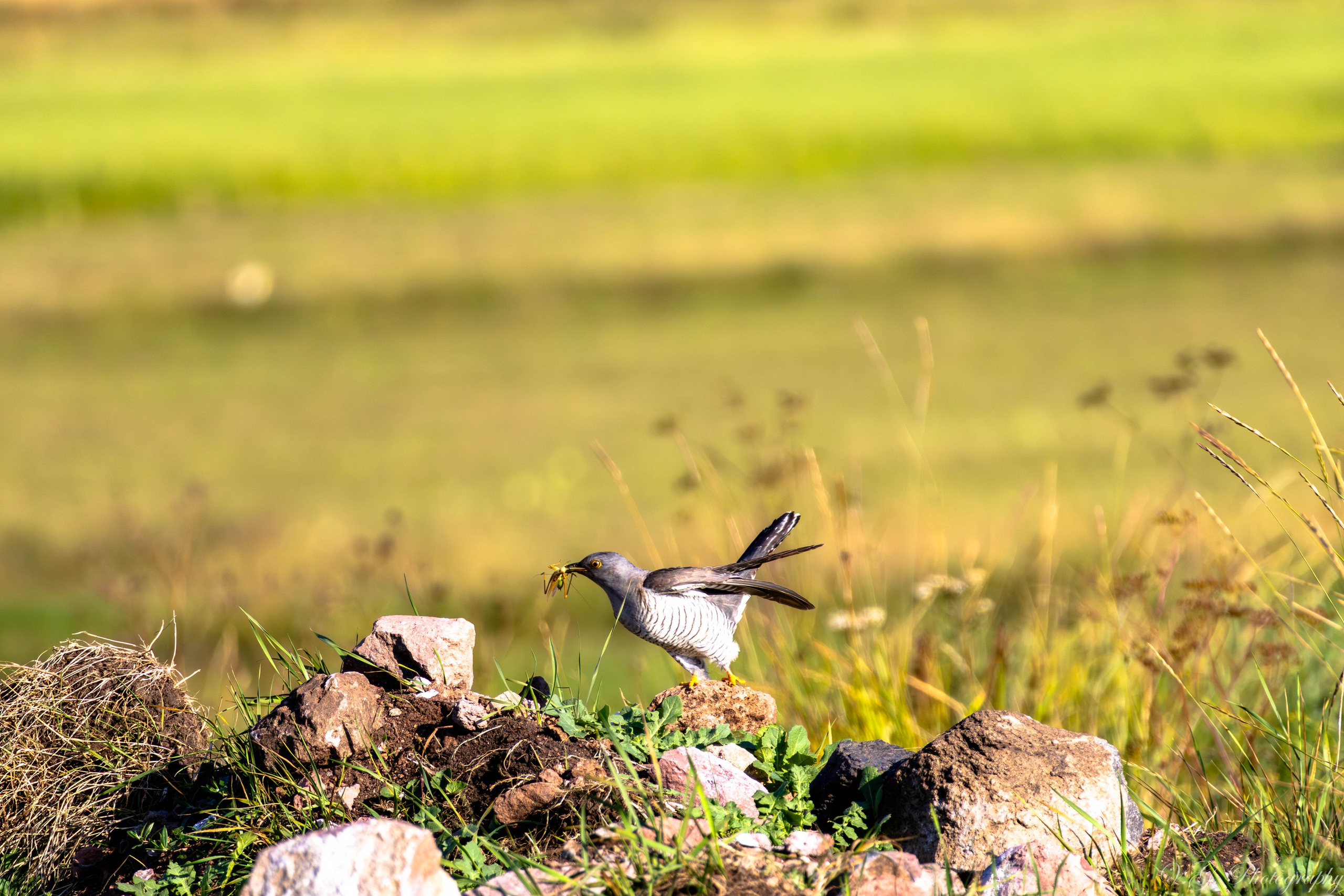 V.G. Wildlife Photography | Wildlife & Nature Photography in Georgia