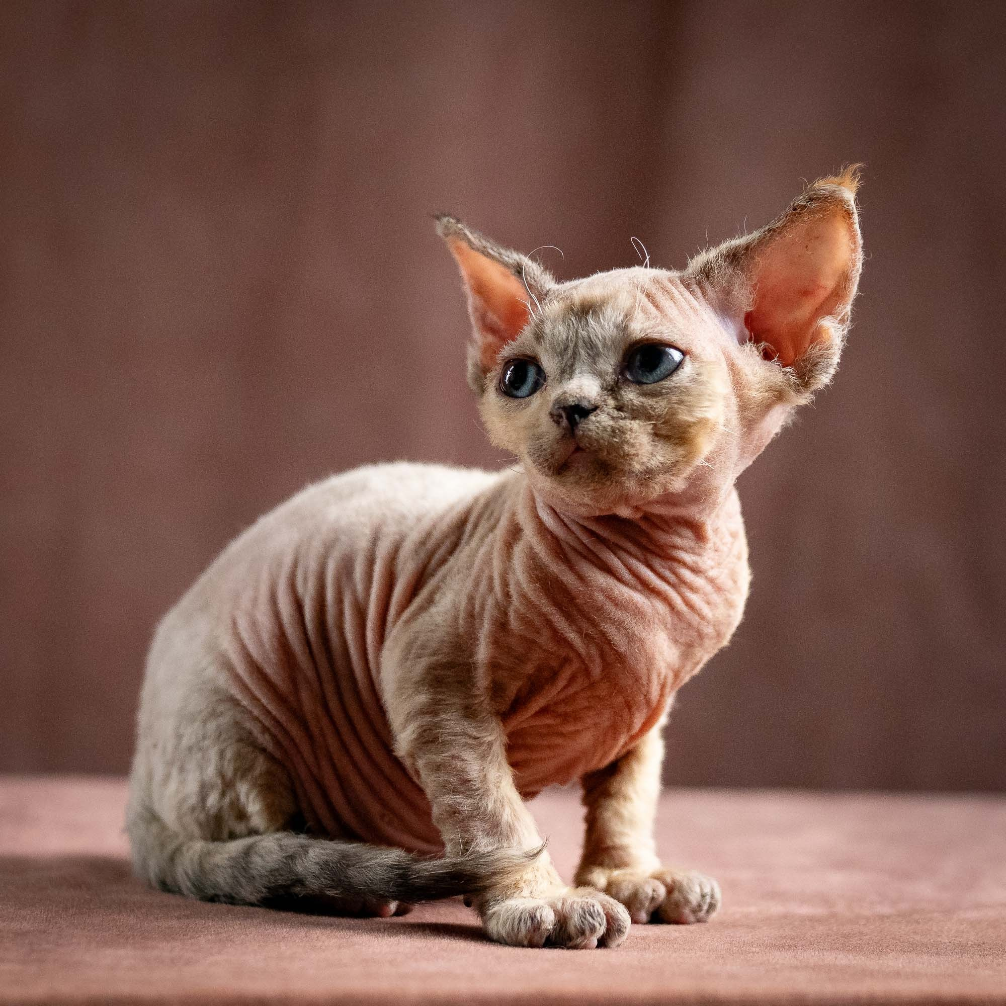 Quinley, girl, born 02.14.26. Devon Rex Pixie Cattery