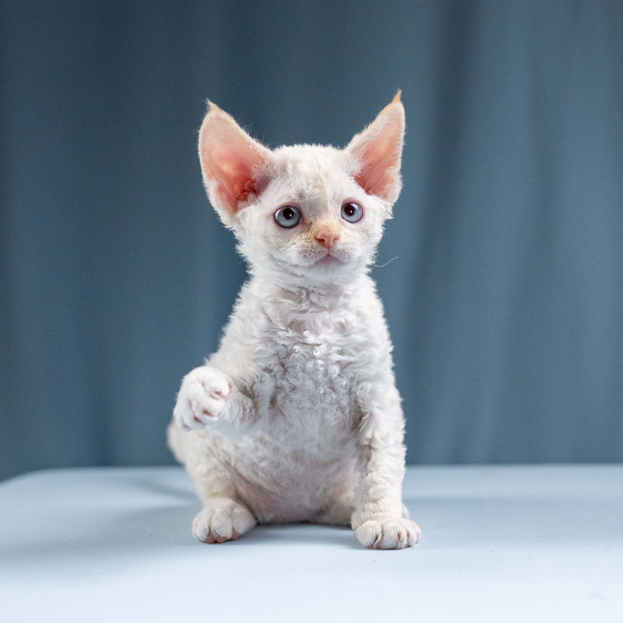 Jasmin, girl, born 06.25.2025. Devon Rex Pixie Cattery