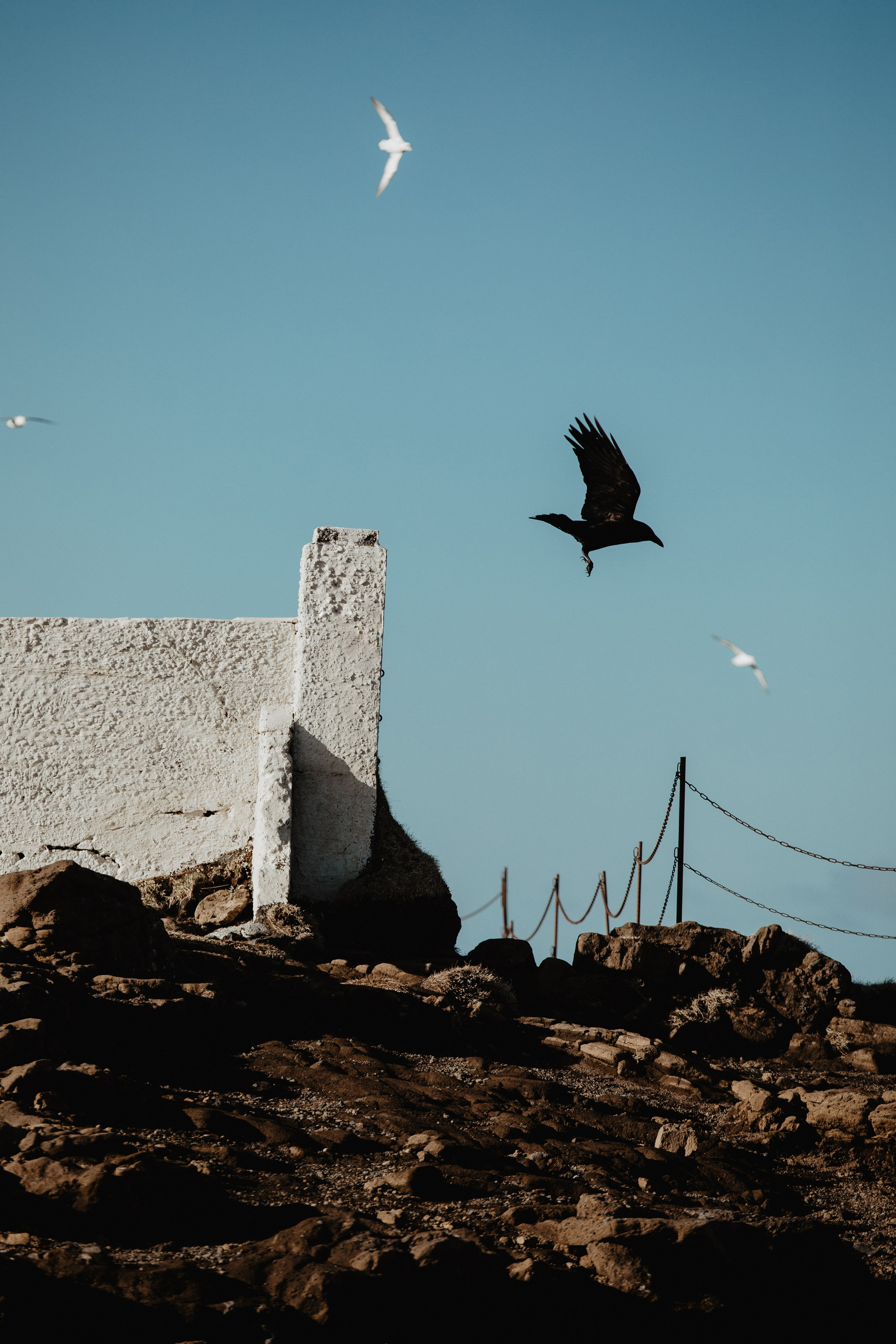 Same Sex Wedding at Iceland Black Sand Beach. Iceland elopement photographer & videographer