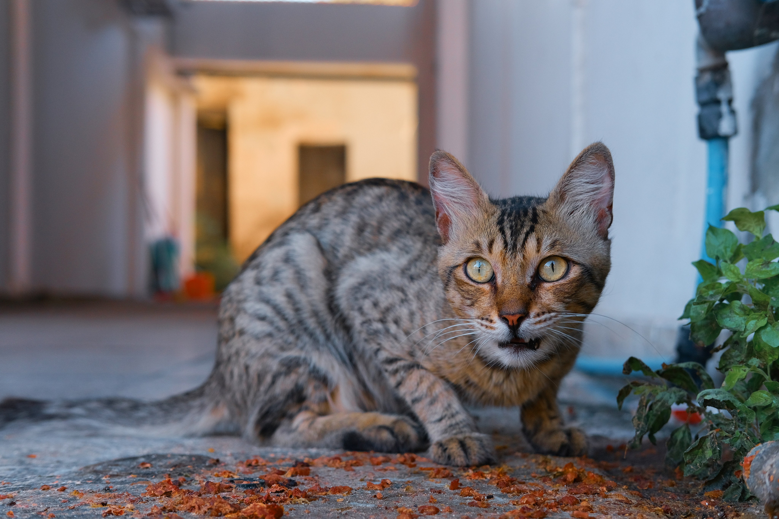 Stray Cats 🐾 | Stray cats from all the World | YuKoPhotography 📷. 中国街头摄影 | The Streets of China Through My Eyes | 深圳