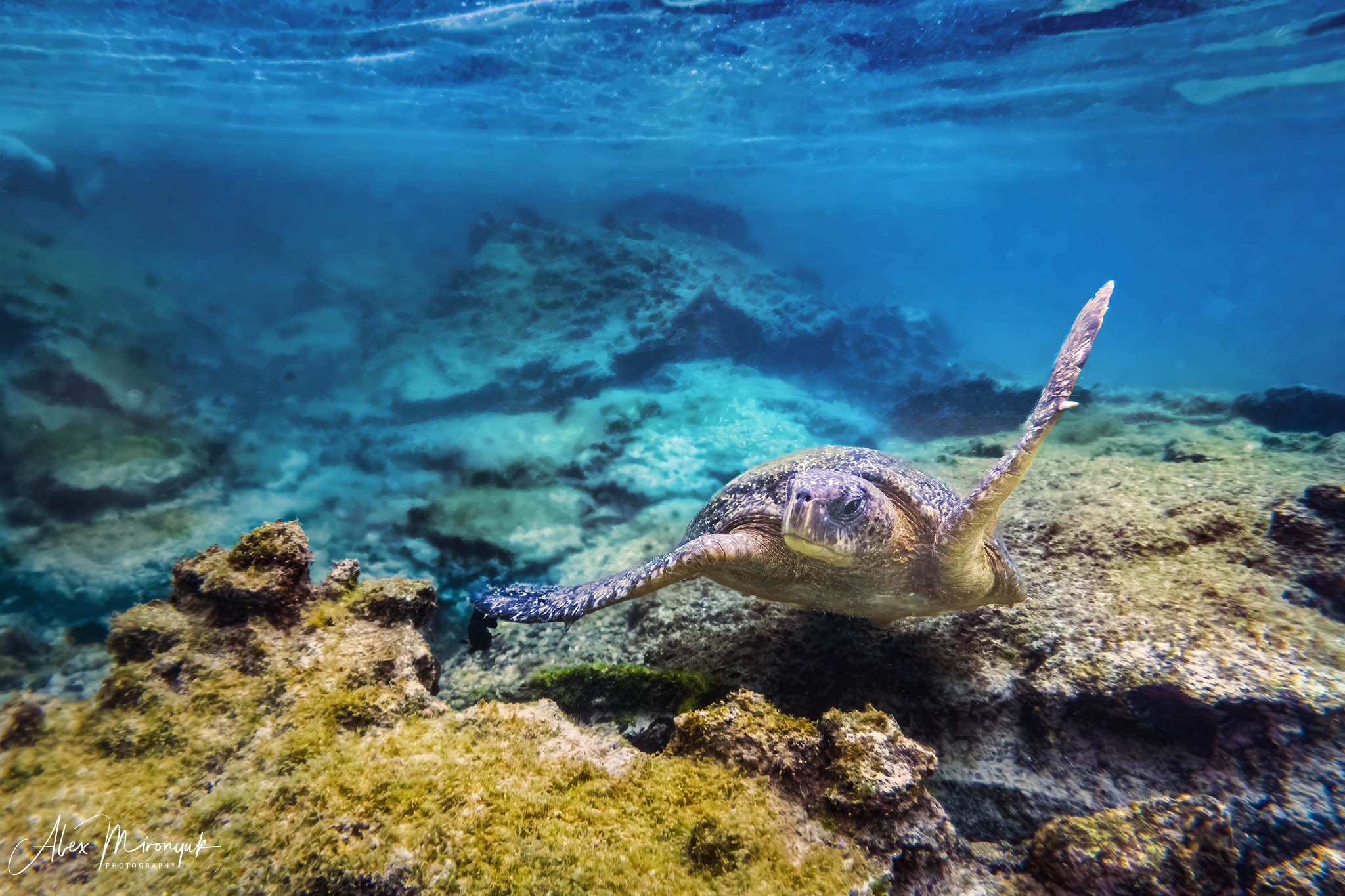 Galapagos Islands Adventure. Alex Mironyuk Photography