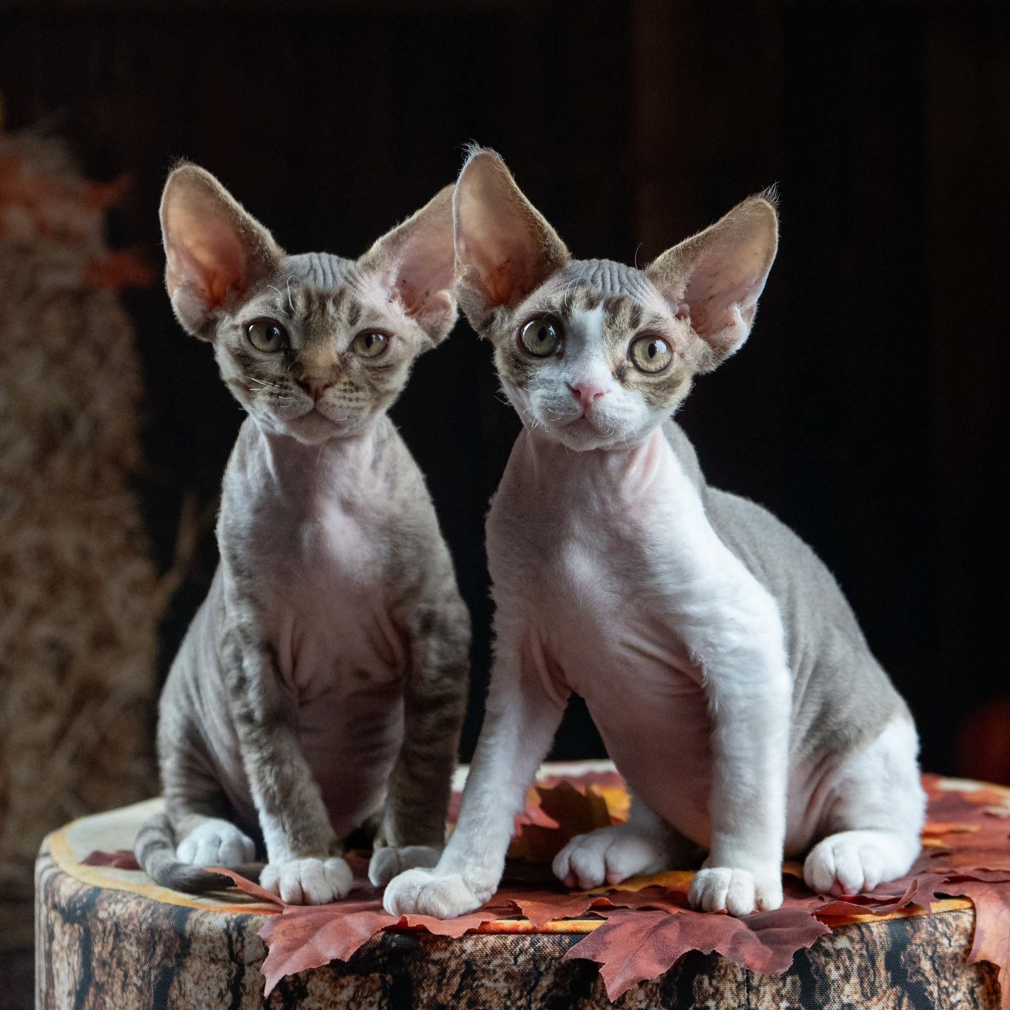 Eddie, boy, born on 06.09.24 Sold. Devon Rex Pixie Cattery