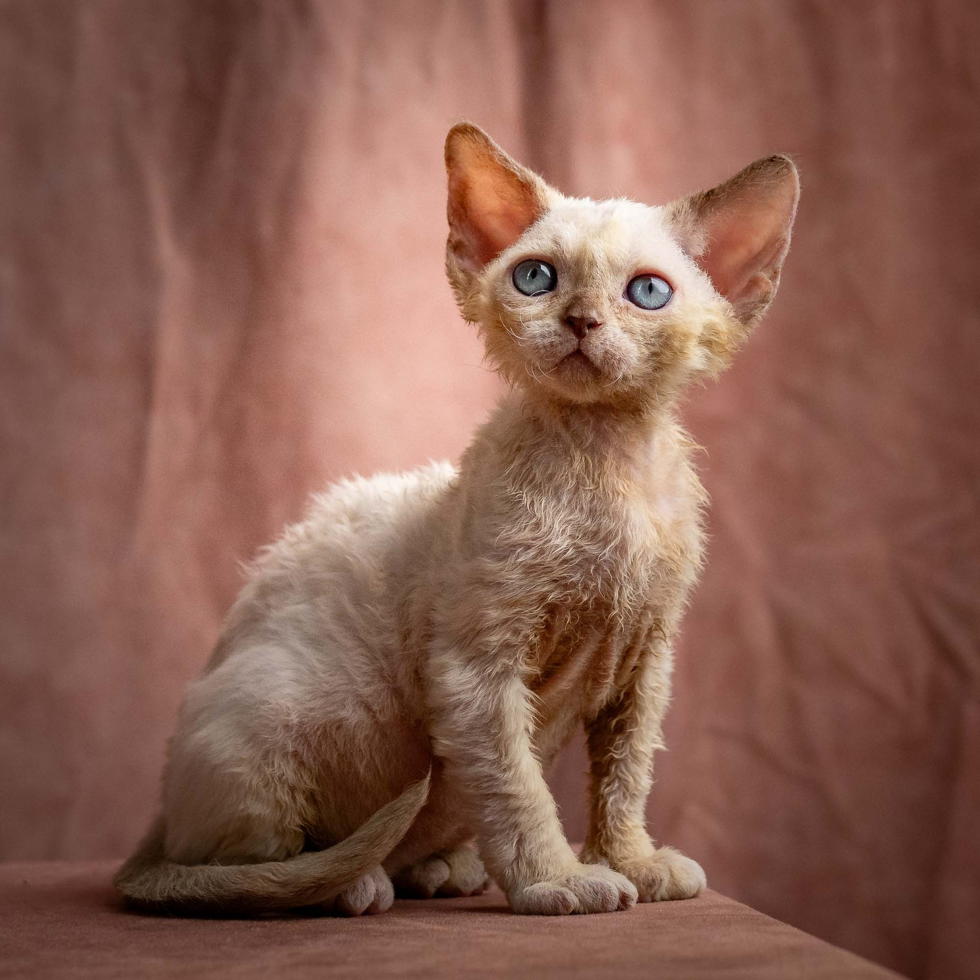 Rosalie, girl, born 05.08.26. Devon Rex Pixie Cattery