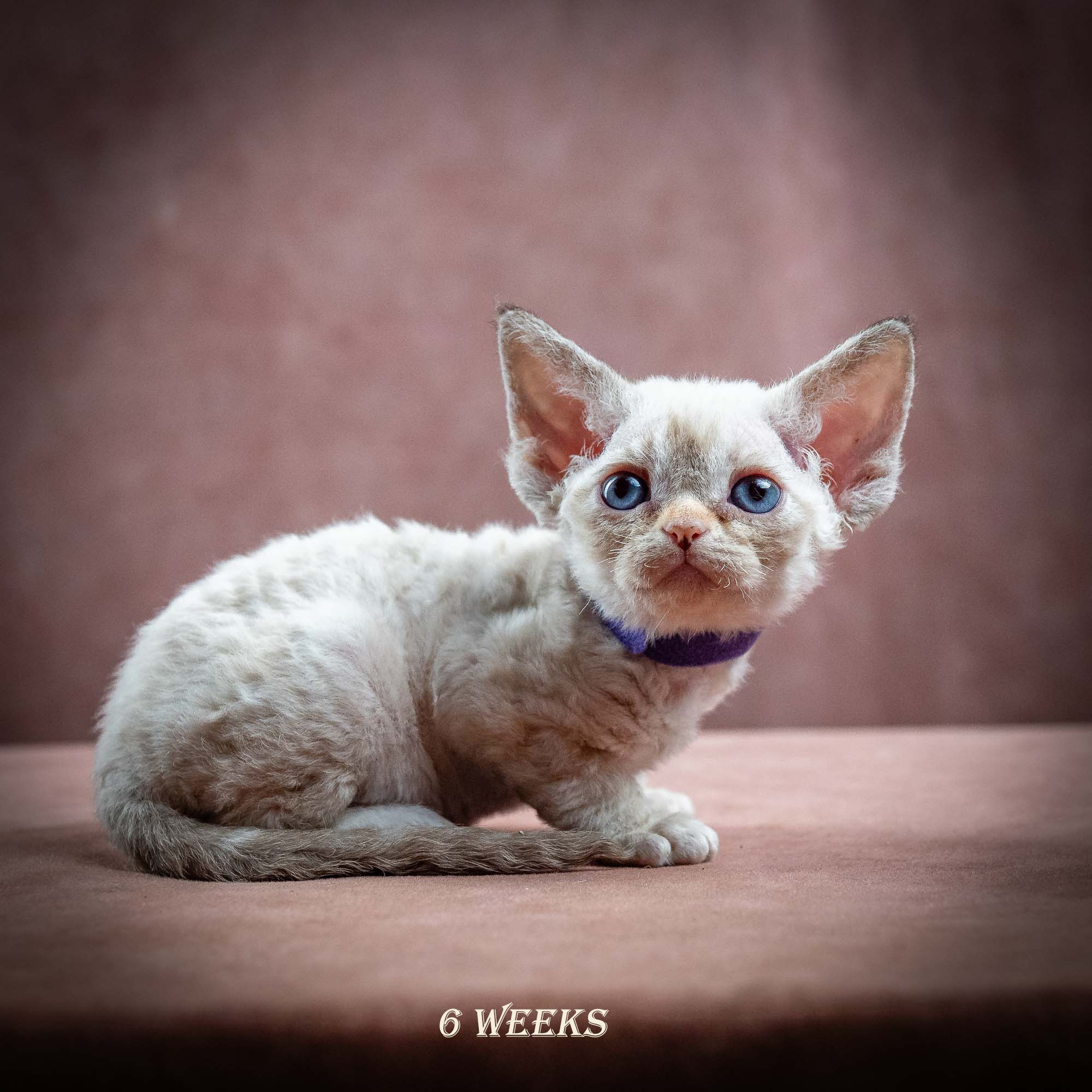 Iris, girl, born 06.01.2025. Devon Rex Pixie Cattery