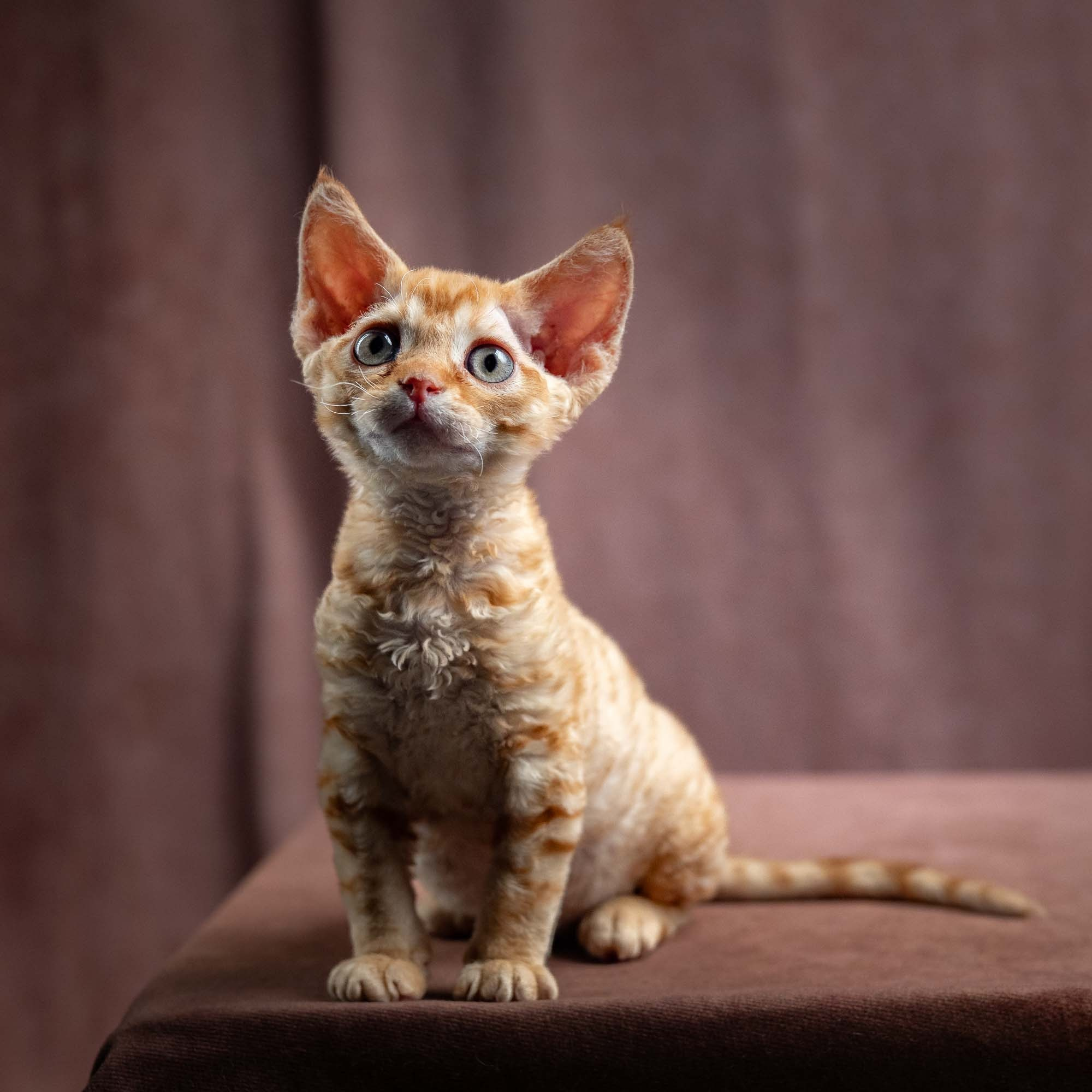 Jackie, boy, born 06.25.2025. Devon Rex Pixie Cattery