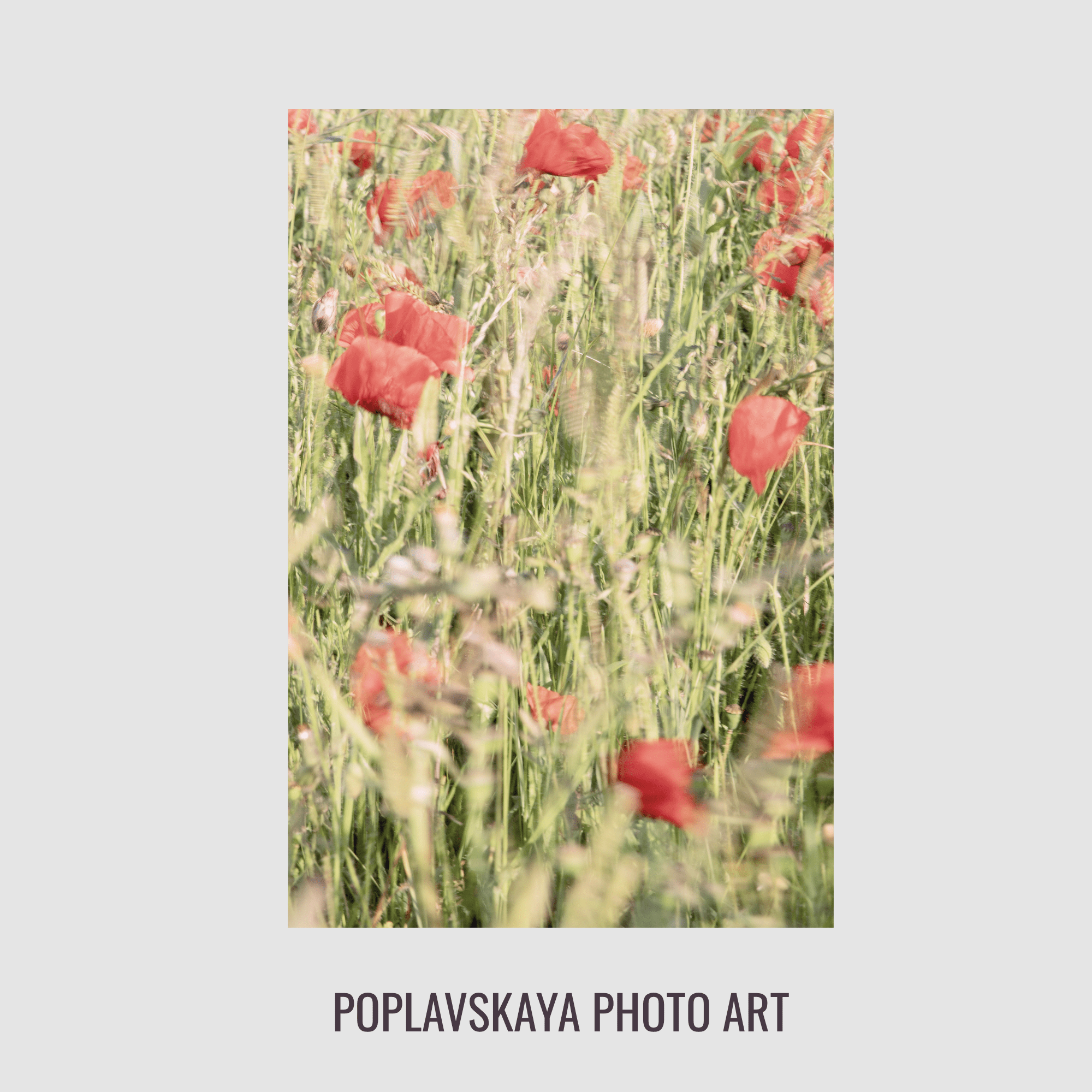 POPPIES PULSE. Natalja Poplavska — Visual artist, Photographer, East Sussex, London