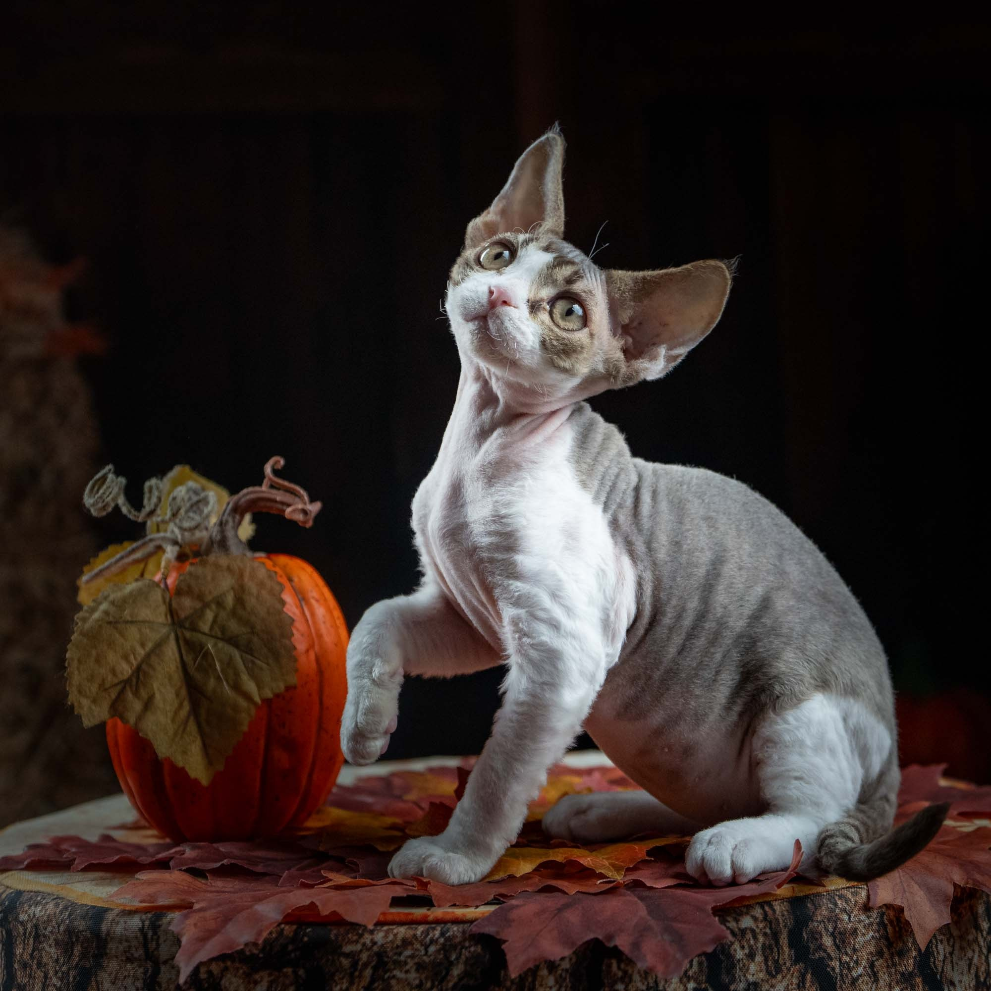 Eddie, boy, born on 06.09.24 Sold. Devon Rex Pixie Cattery