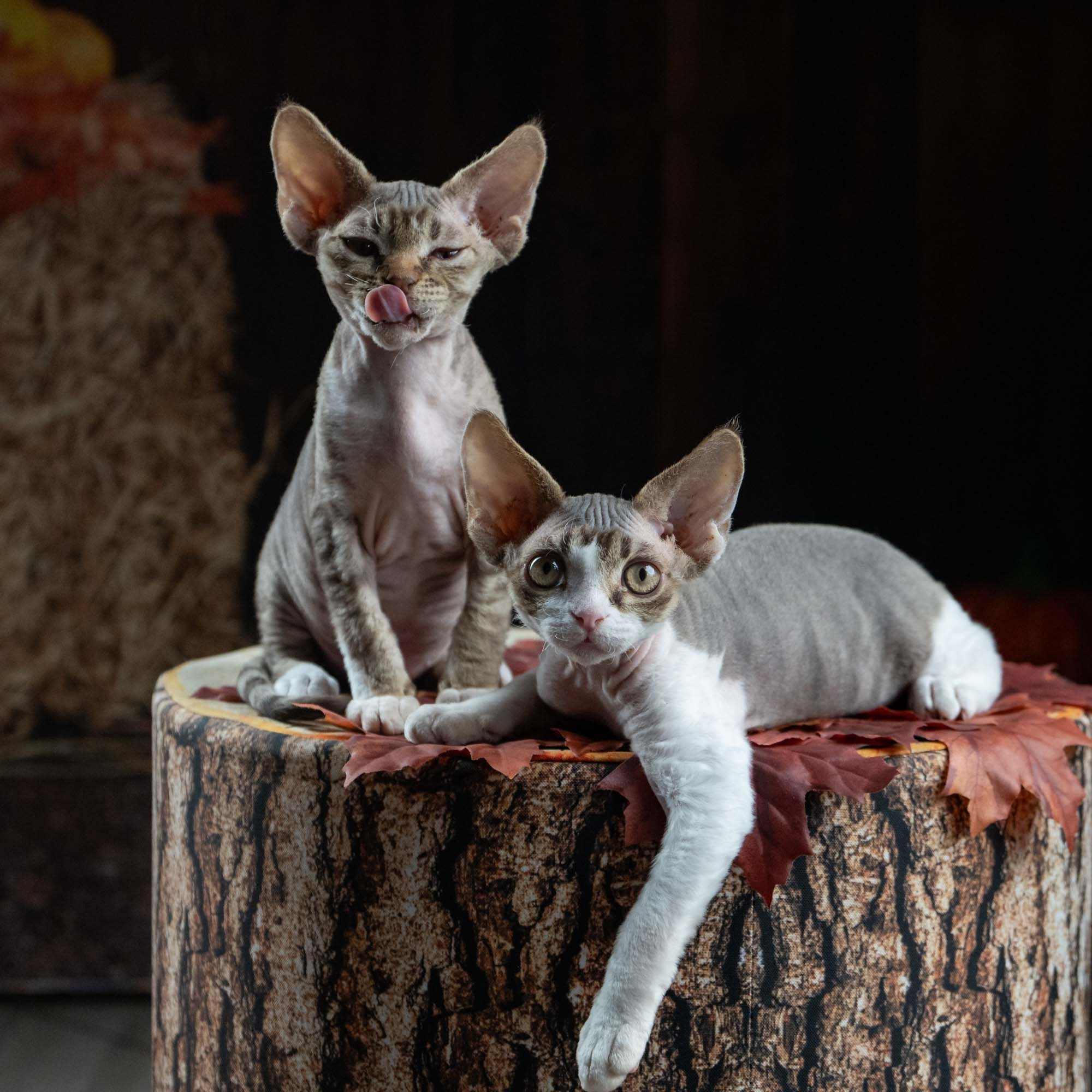 Eddie, boy, born on 06.09.24 Sold. Devon Rex Pixie Cattery