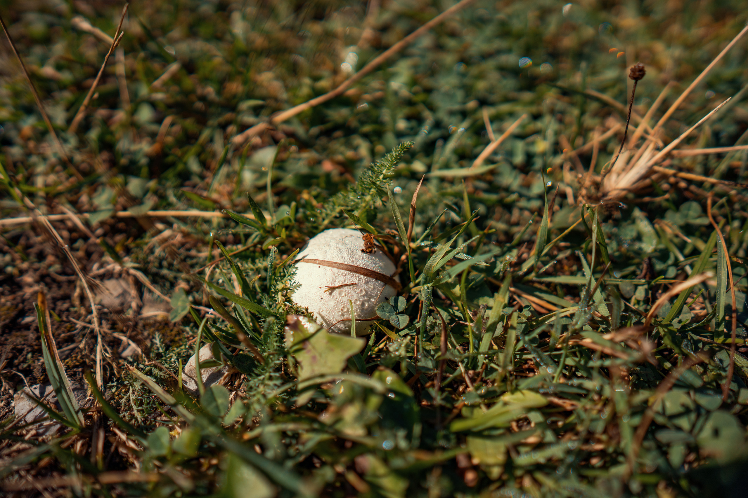 Het Nationaal Park Prokletje in Montenegro