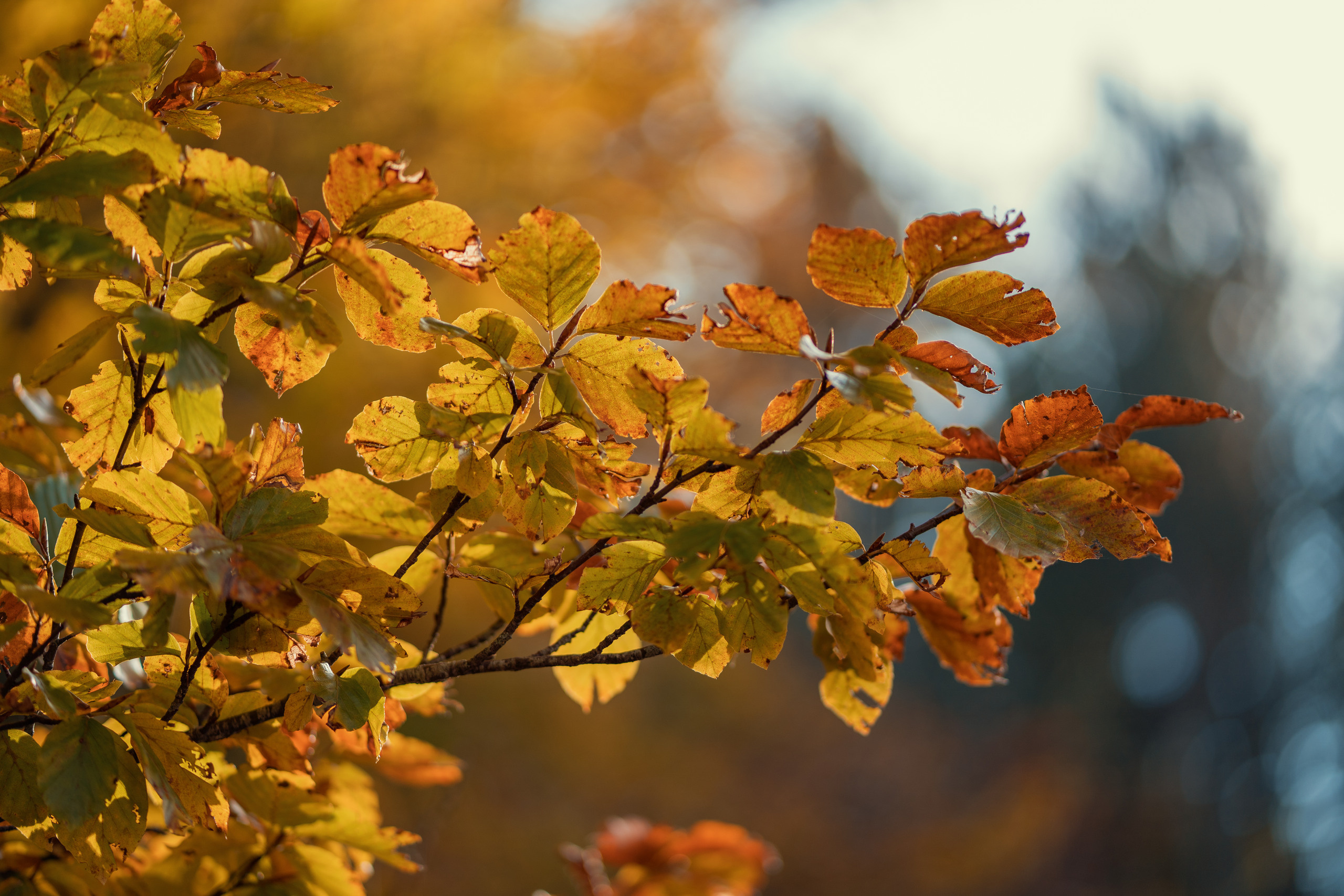 Herbst in Montenegro. Wetter, Erholung, Sehenswürdigkeiten, wohin gehe