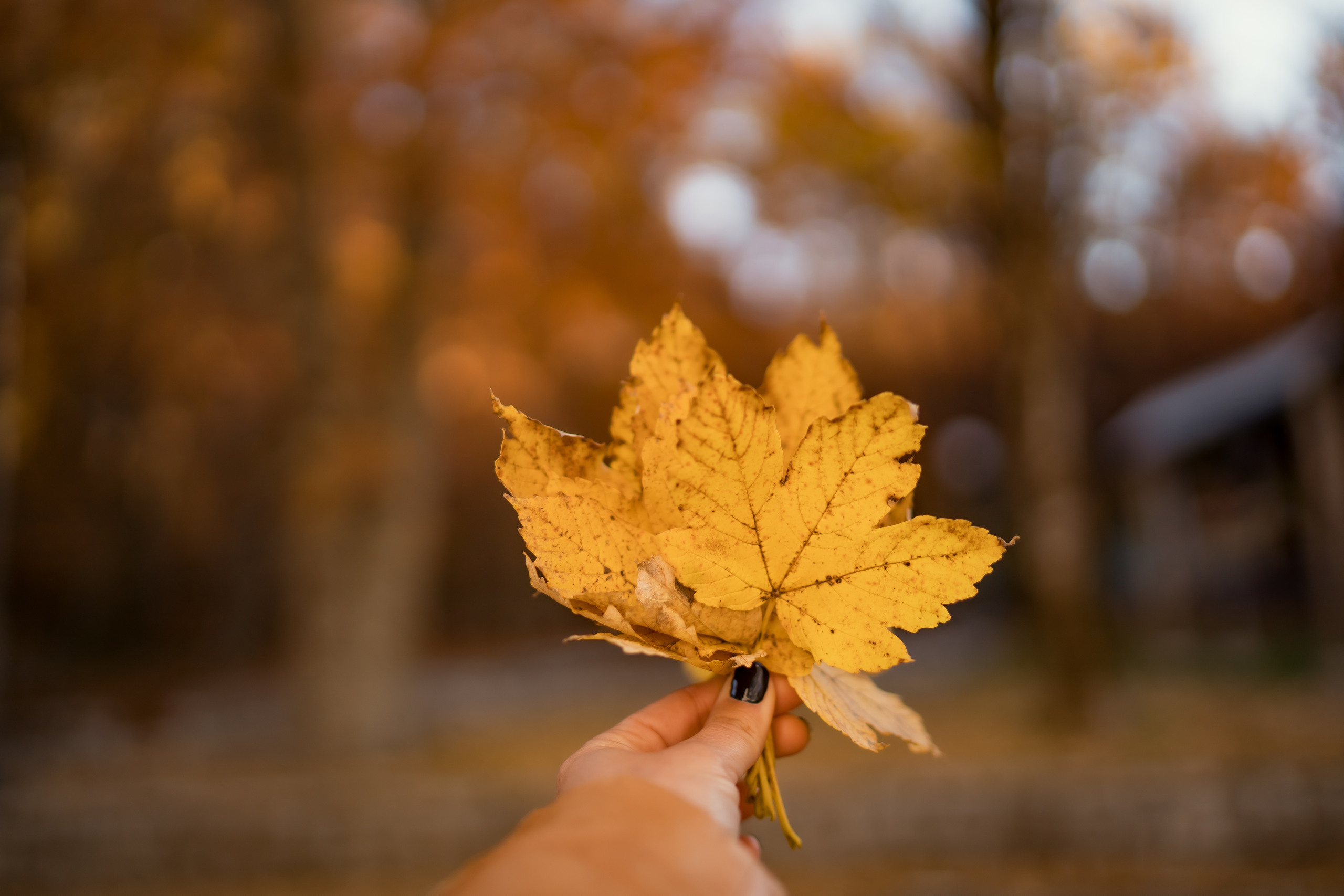 Herbst in Montenegro. Wetter, Erholung, Sehenswürdigkeiten, wohin gehe