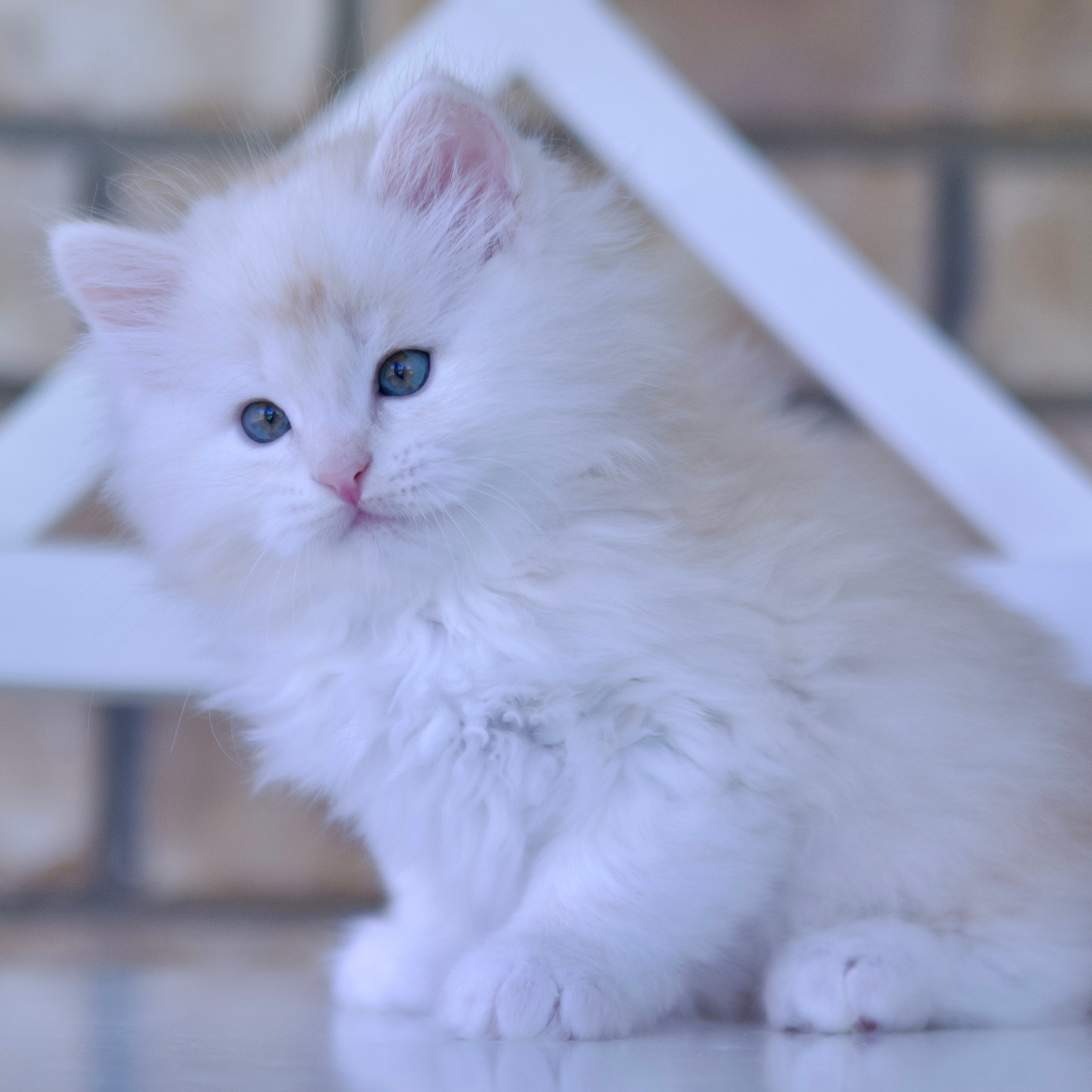 Taisiya & Kasyan’s Siberian Kittens Born June 2025 — Astera Siberians Dallas TX. Astera Siberians |Hypoallergenic Kittens