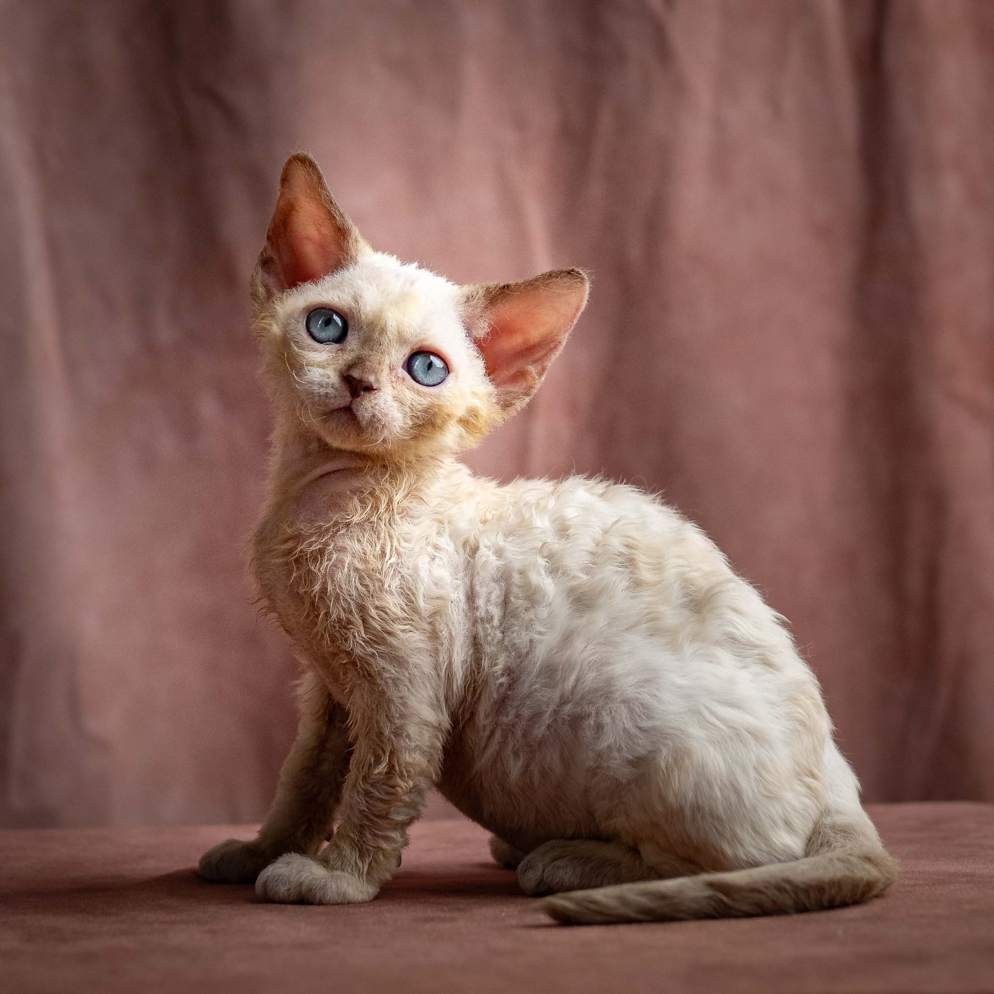 Rosalie, girl, born 05.08.26. Devon Rex Pixie Cattery