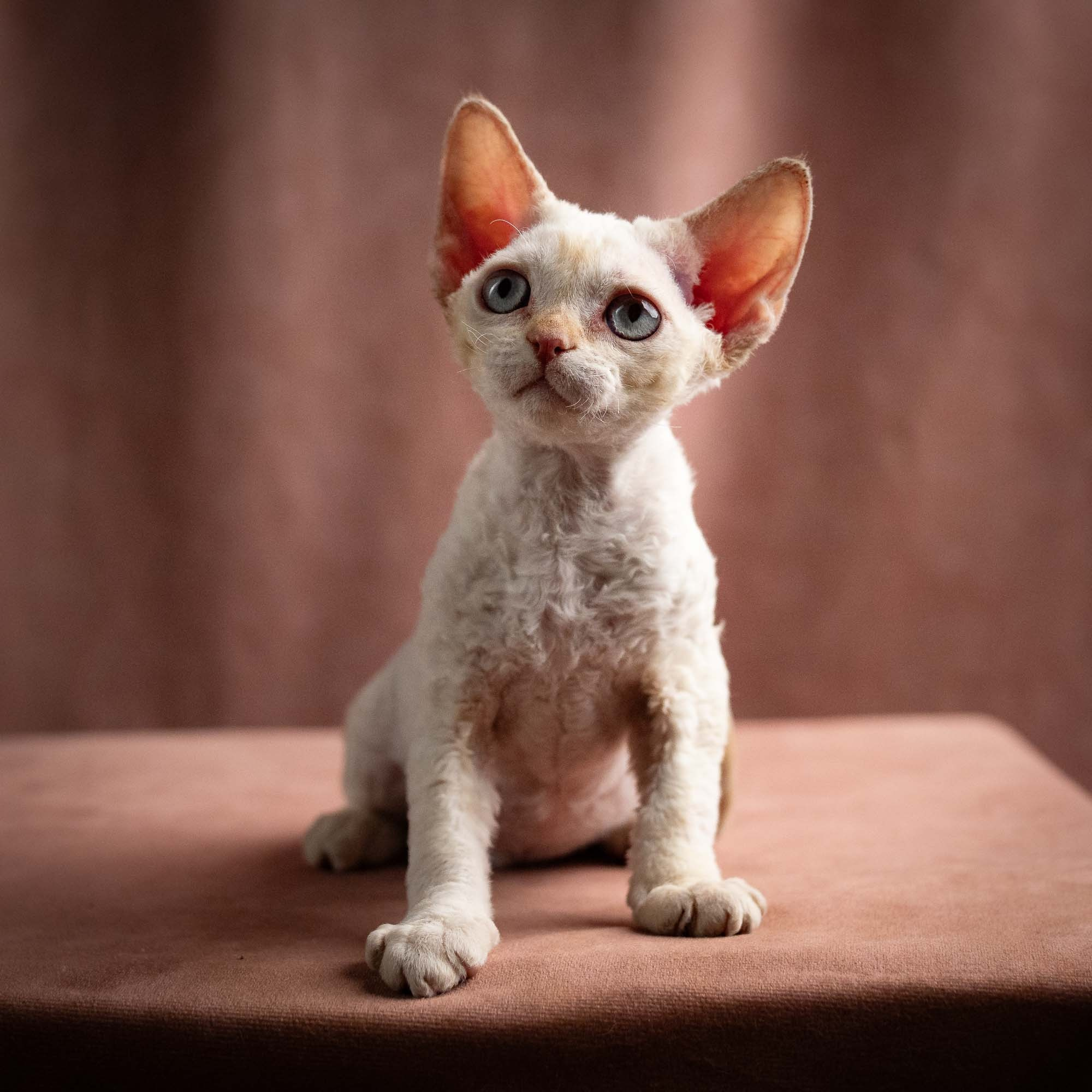 Quinn, girl, born 02.14.26. Devon Rex Pixie Cattery